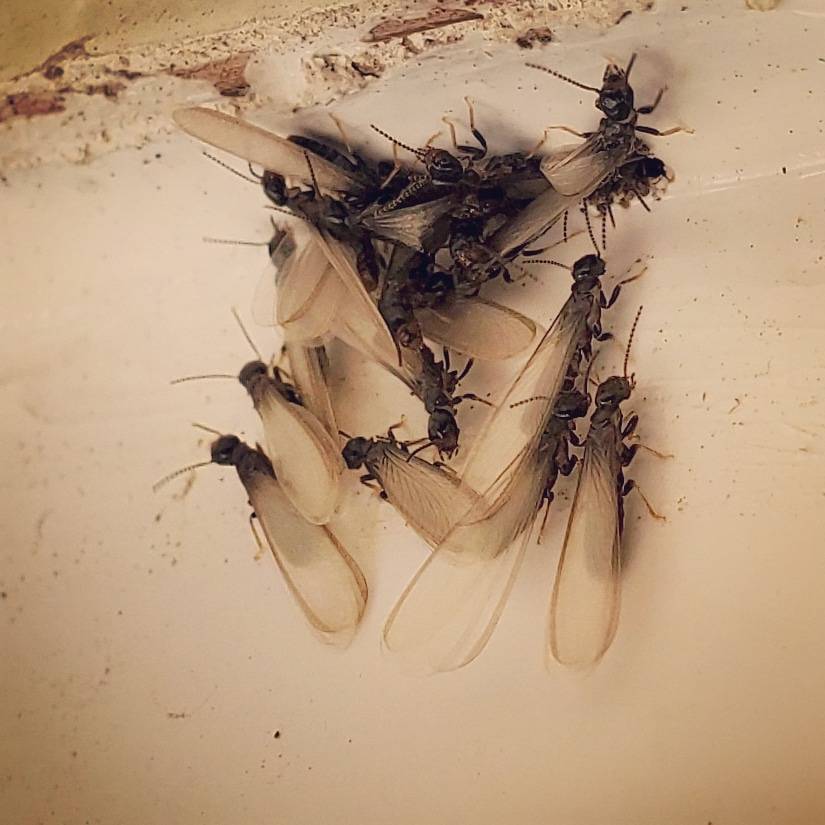 Pro Defense Pest Control - New Braunfels - New Braunfels, TX