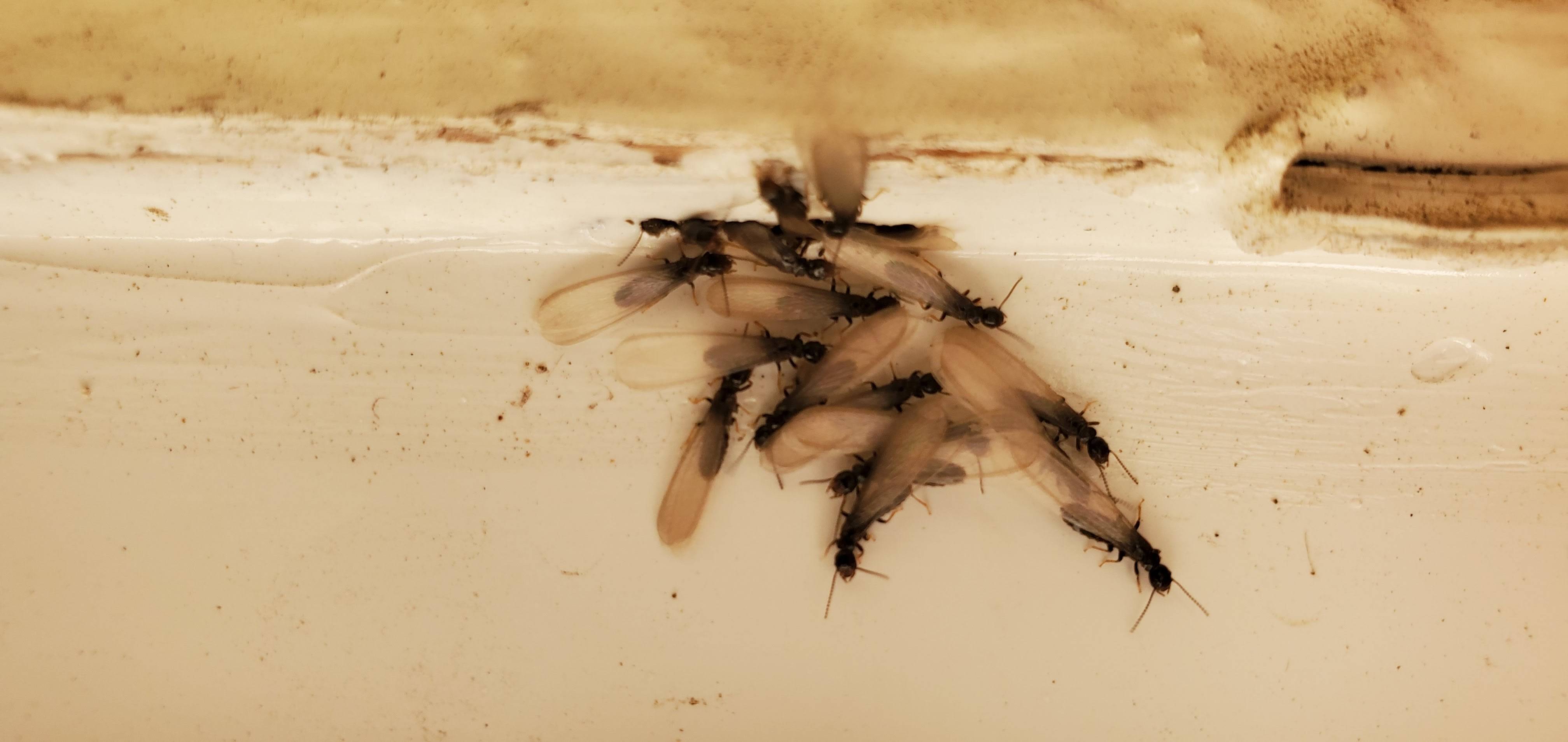 Pro Defense Pest Control - New Braunfels, TX