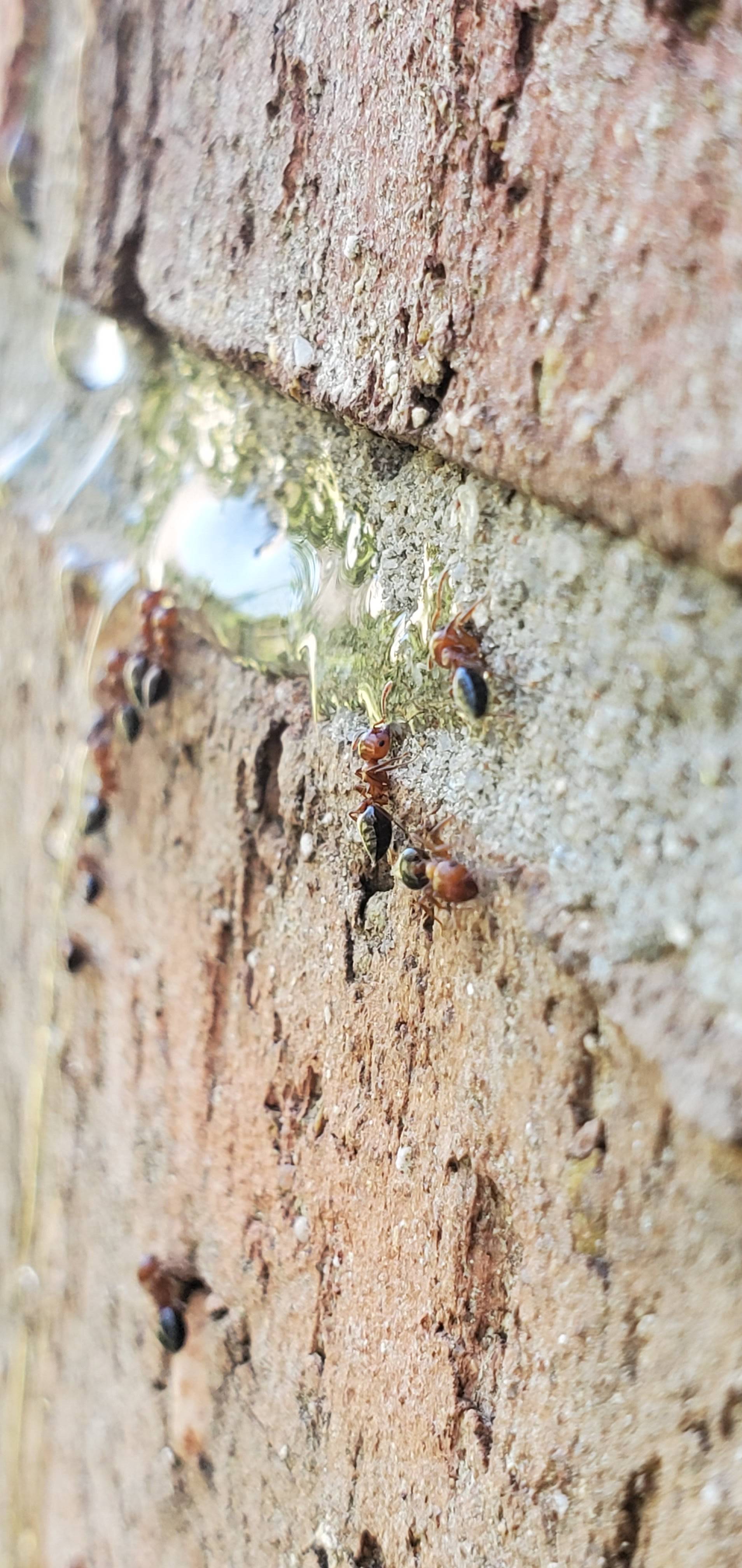 Pro Defense Pest Control - New Braunfels - New Braunfels, TX