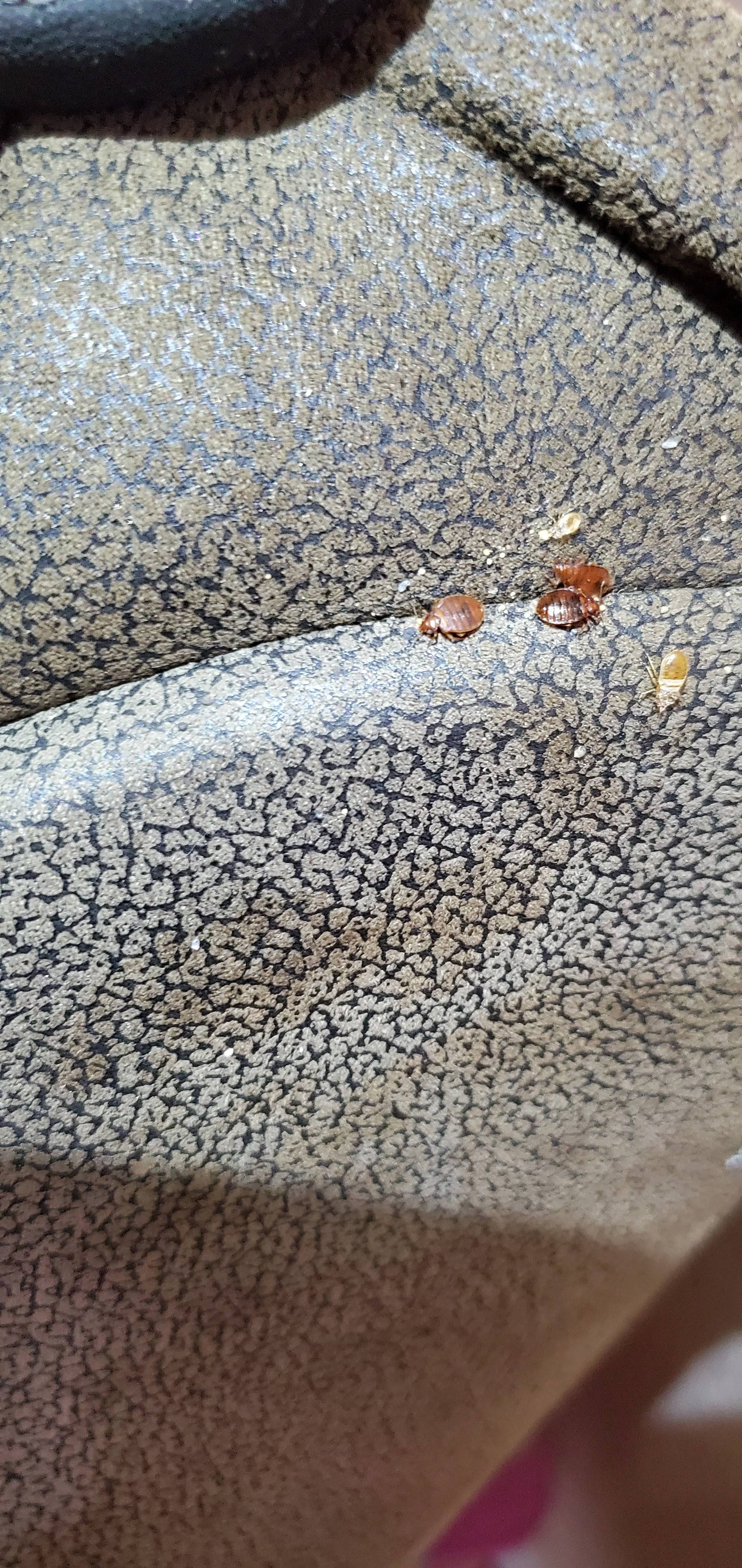 Pro Defense Pest Control - New Braunfels - New Braunfels, TX