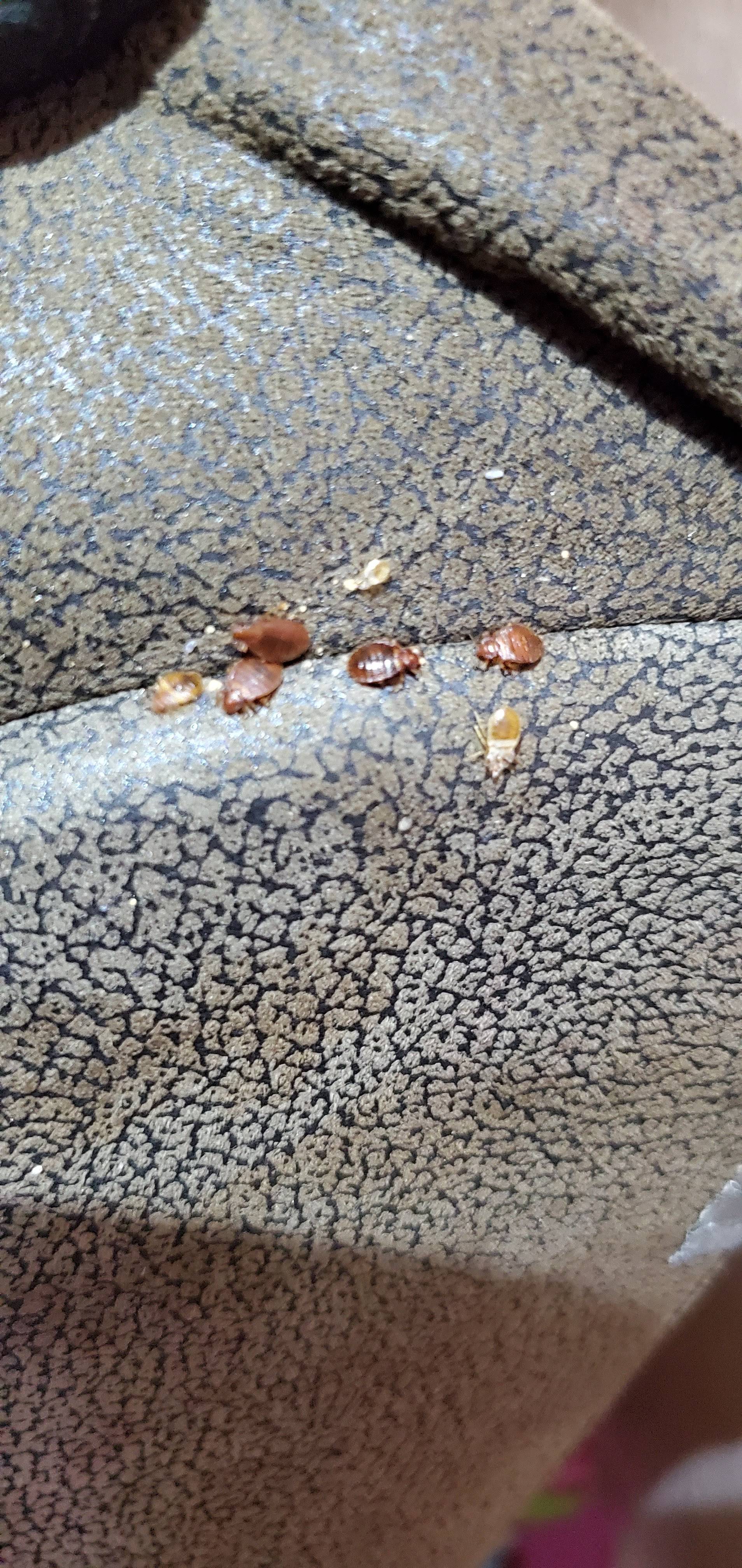 Pro Defense Pest Control - New Braunfels - New Braunfels, TX