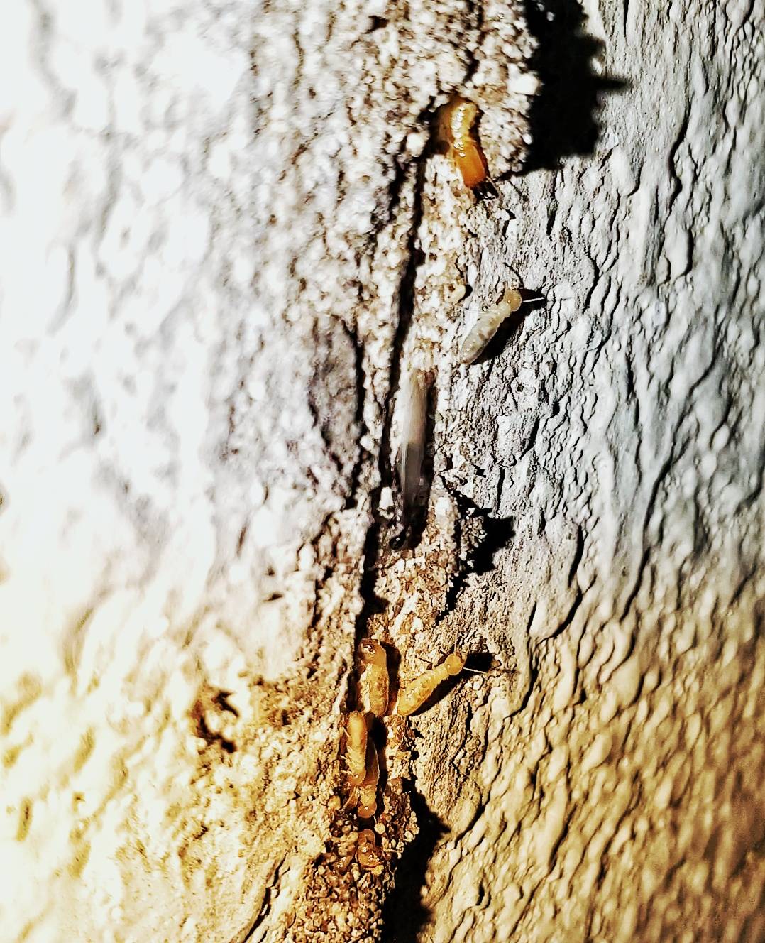 Pro Defense Pest Control - New Braunfels, TX
