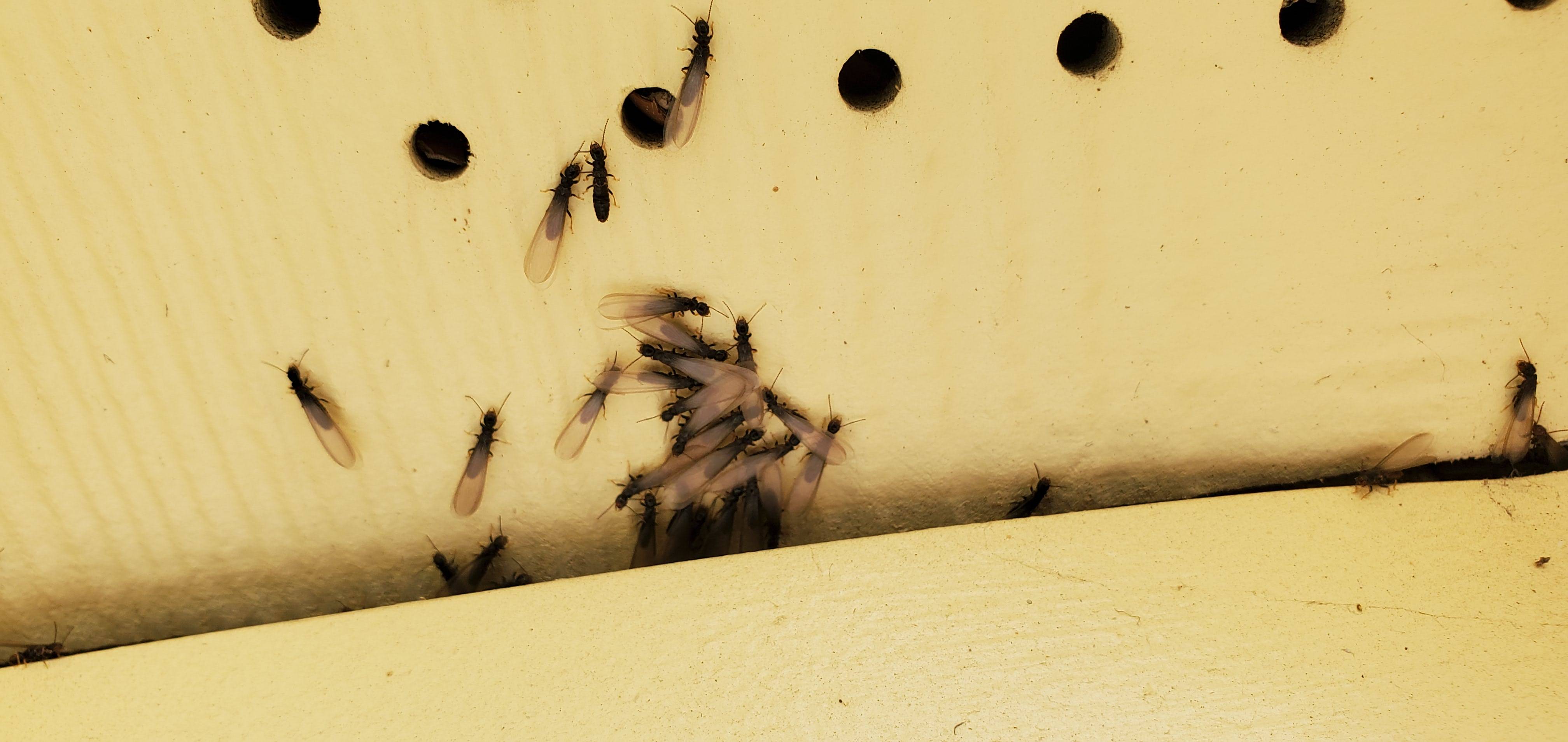Pro Defense Pest Control - New Braunfels - New Braunfels, TX