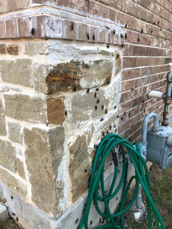 Pro Defense Pest Control - New Braunfels, TX