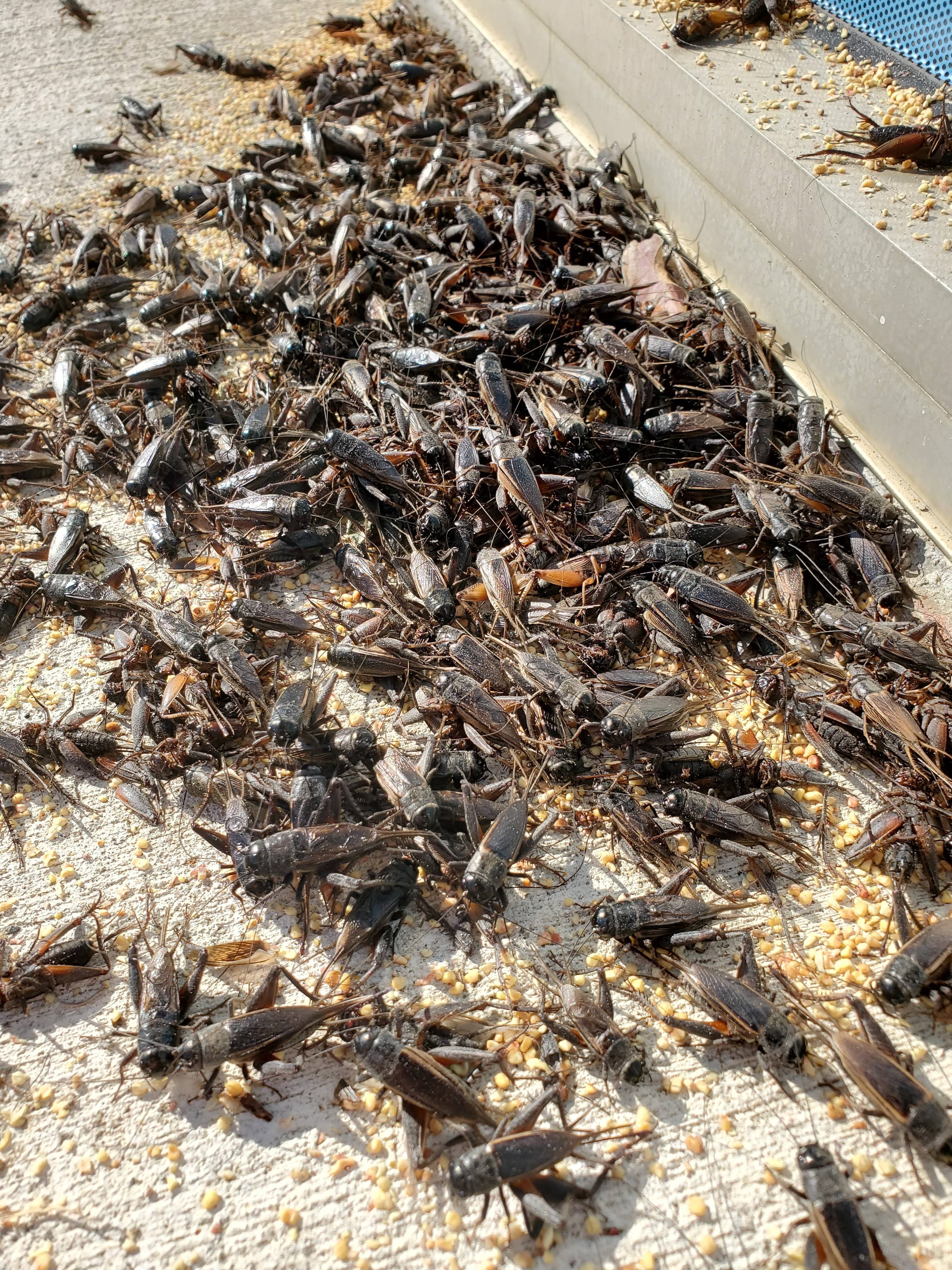 Pro Defense Pest Control - New Braunfels, TX