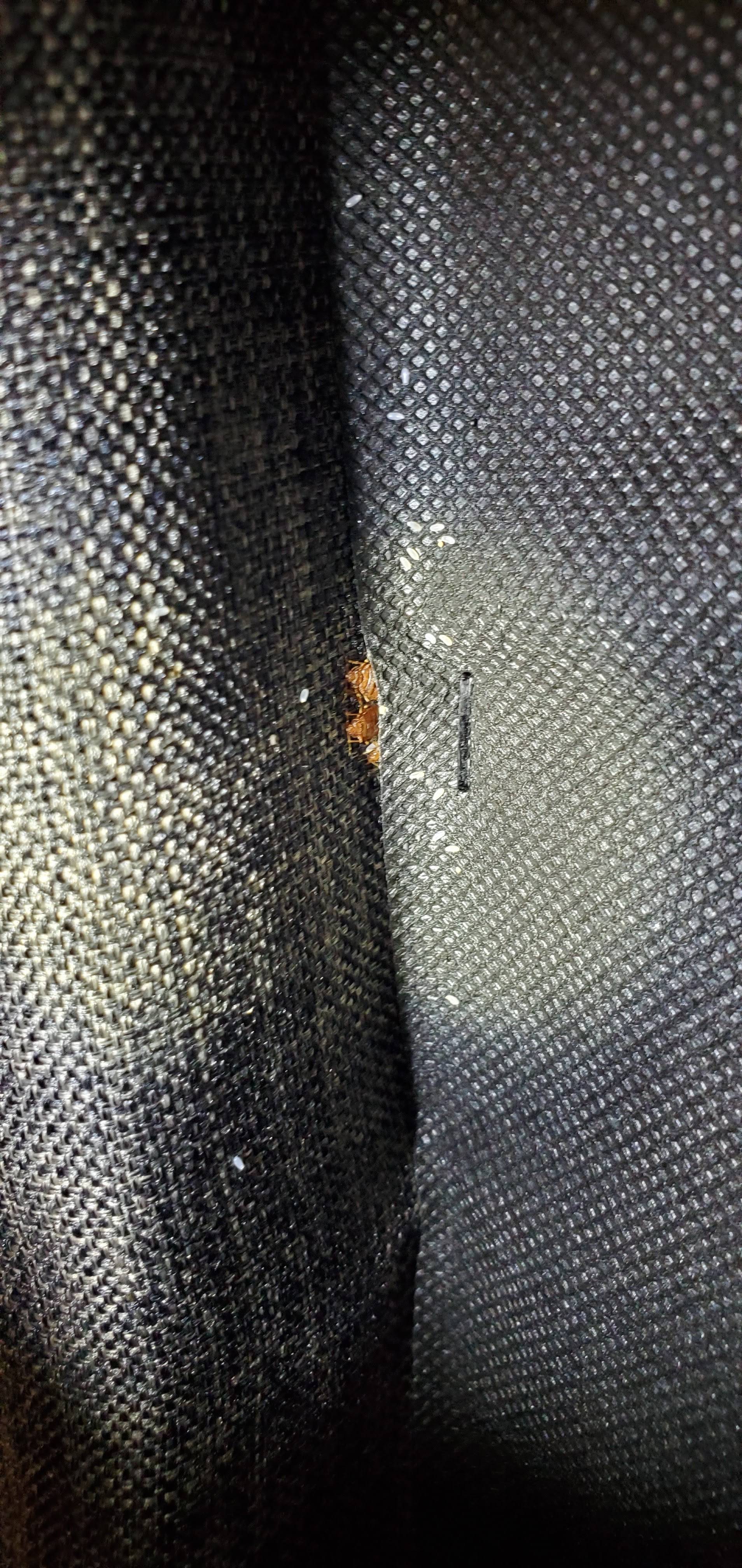 Pro Defense Pest Control - New Braunfels, TX