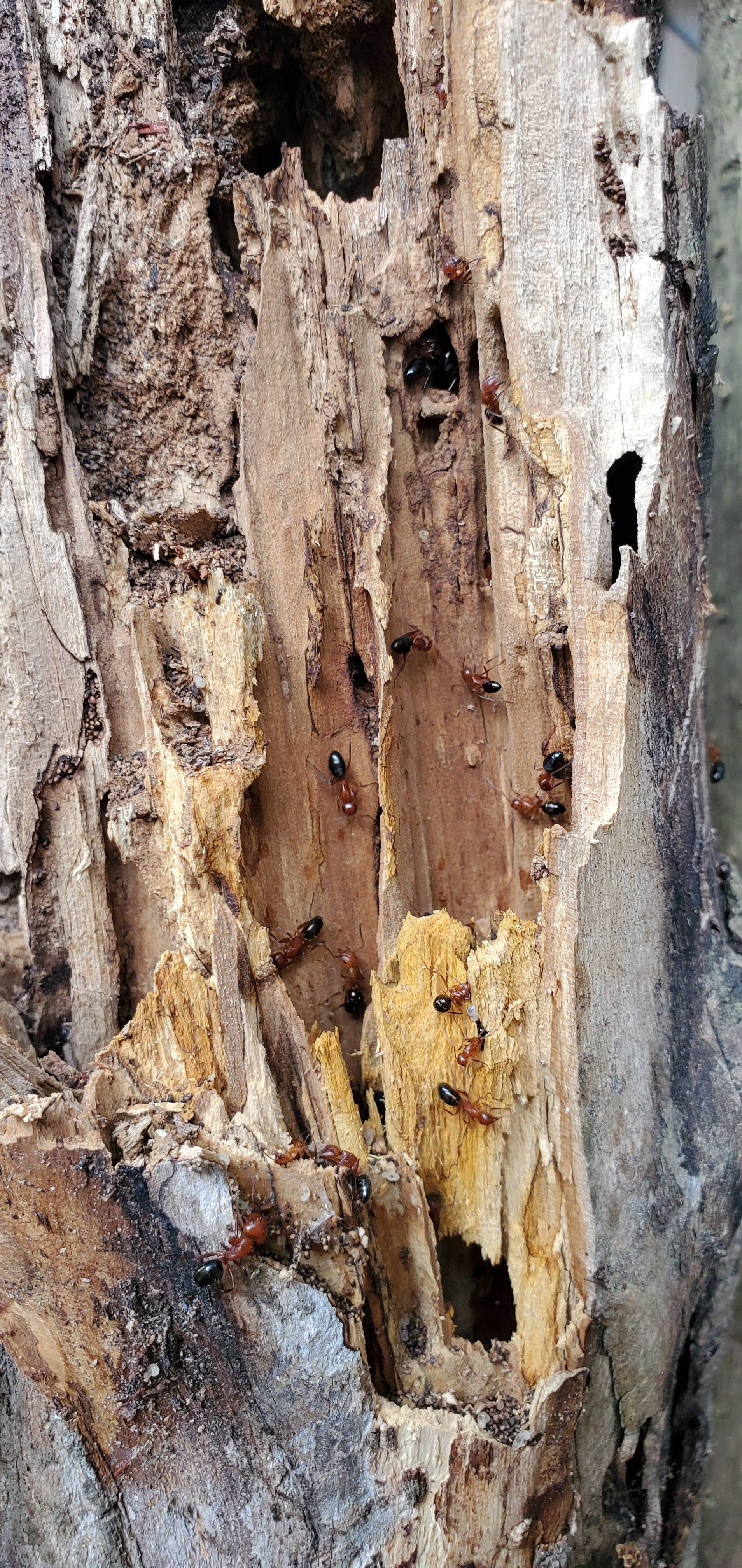Pro Defense Pest Control - New Braunfels, TX