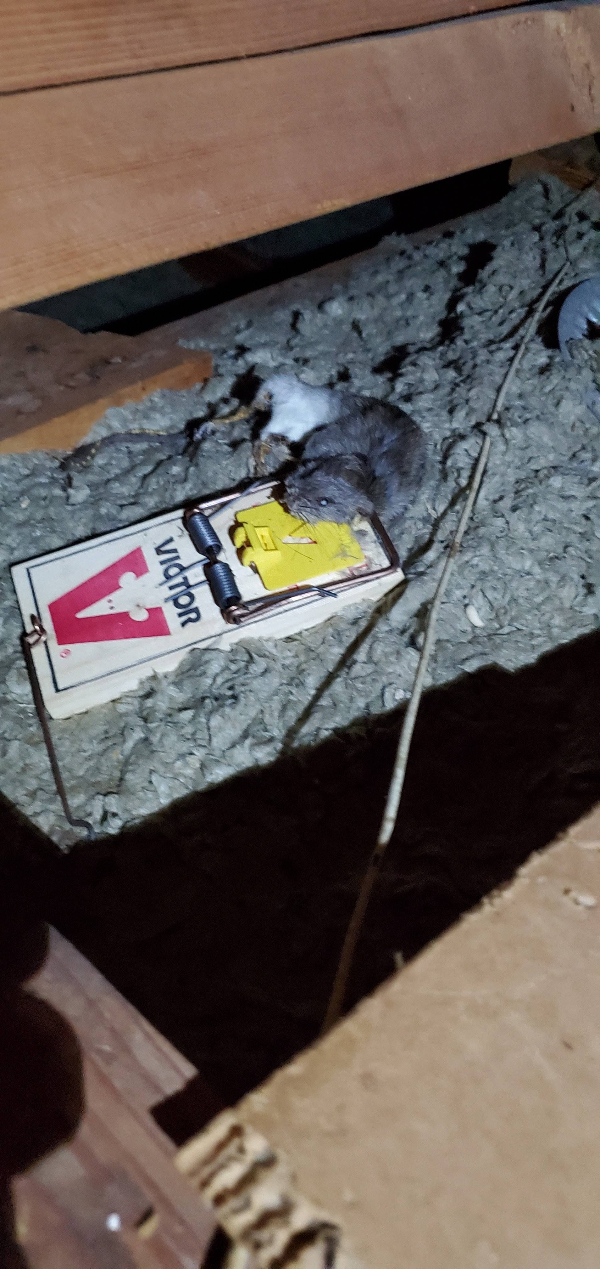 Pro Defense Pest Control - New Braunfels - New Braunfels, TX