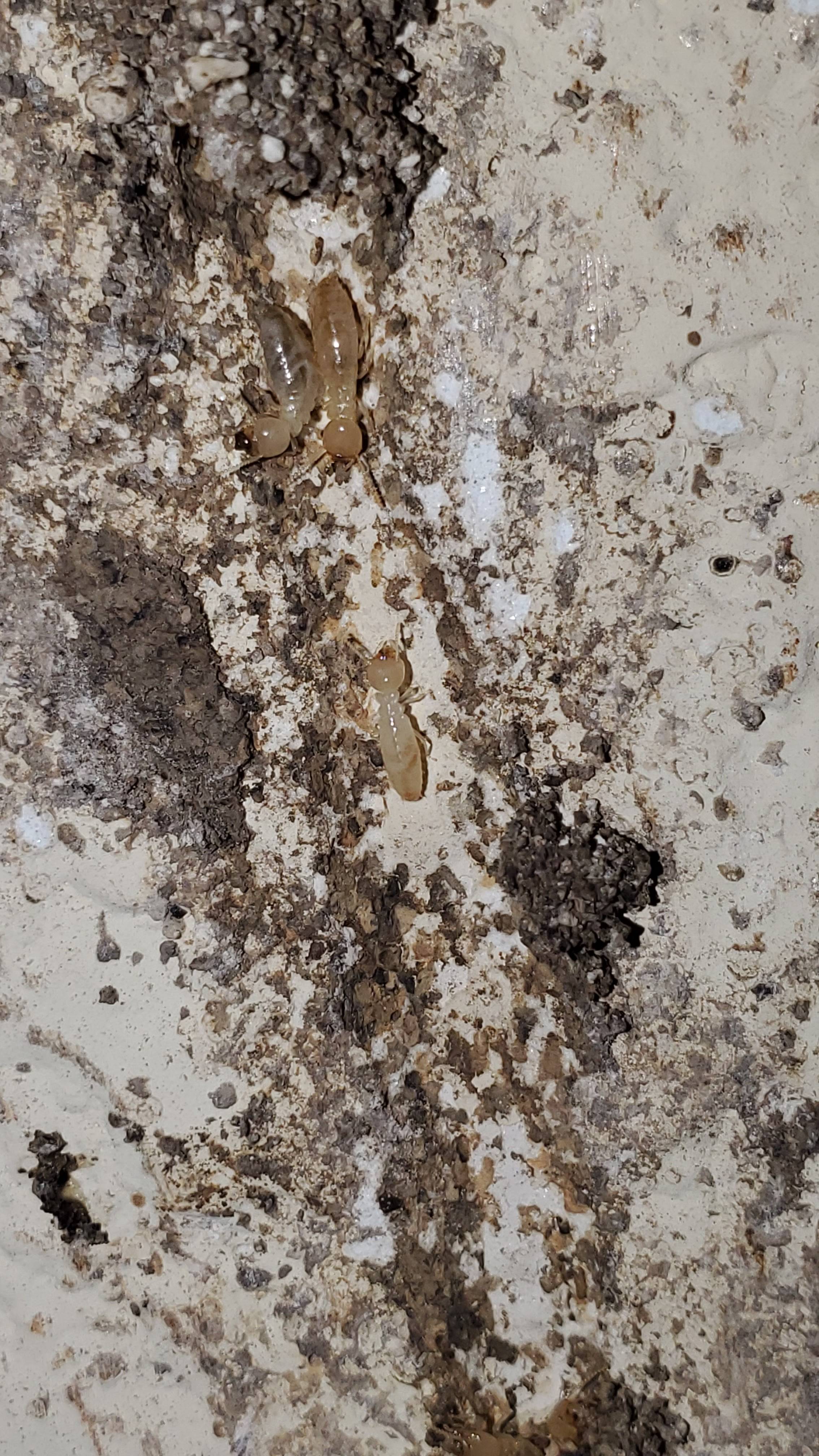 Pro Defense Pest Control - New Braunfels - New Braunfels, TX