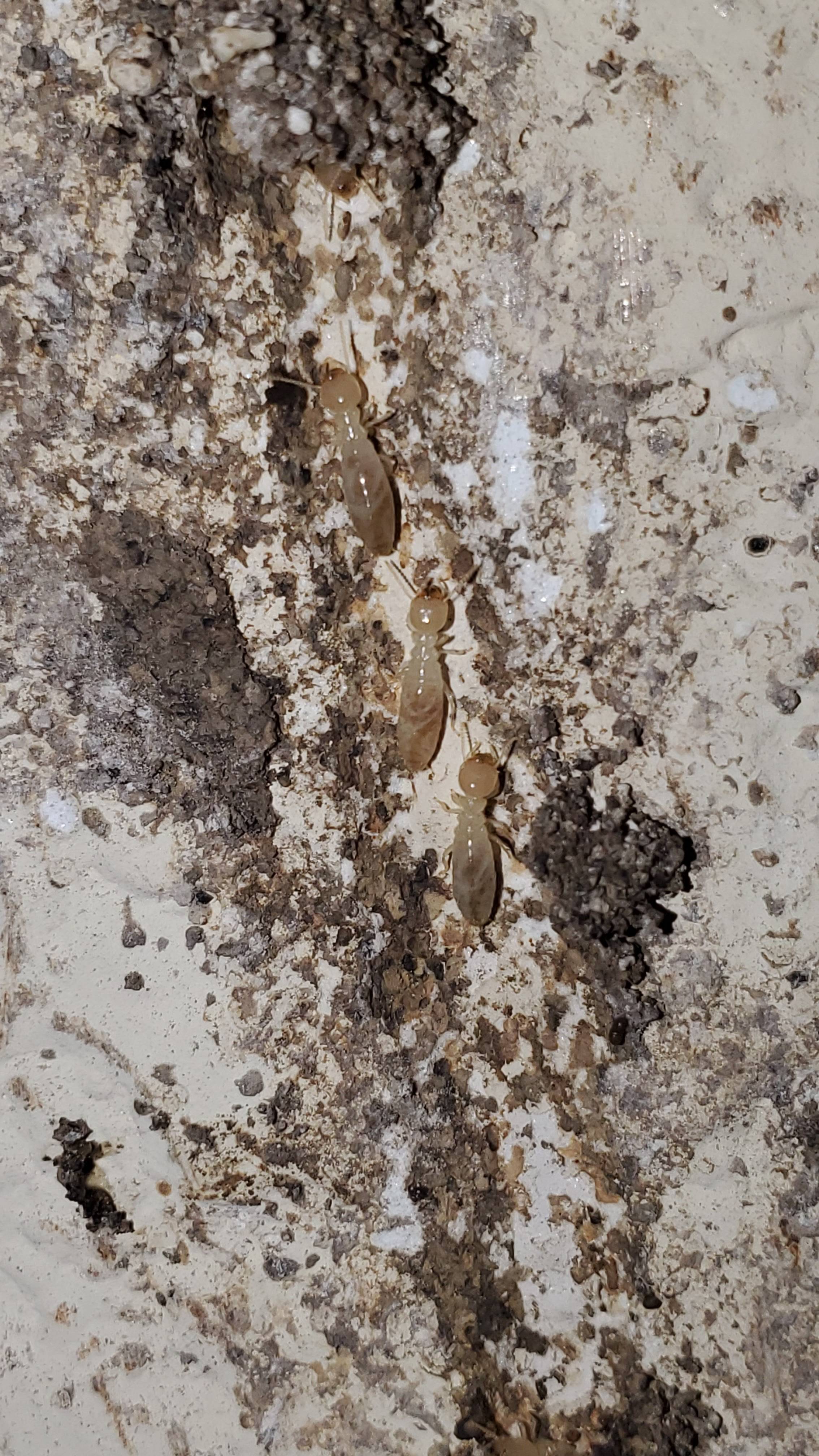 Pro Defense Pest Control - New Braunfels - New Braunfels, TX