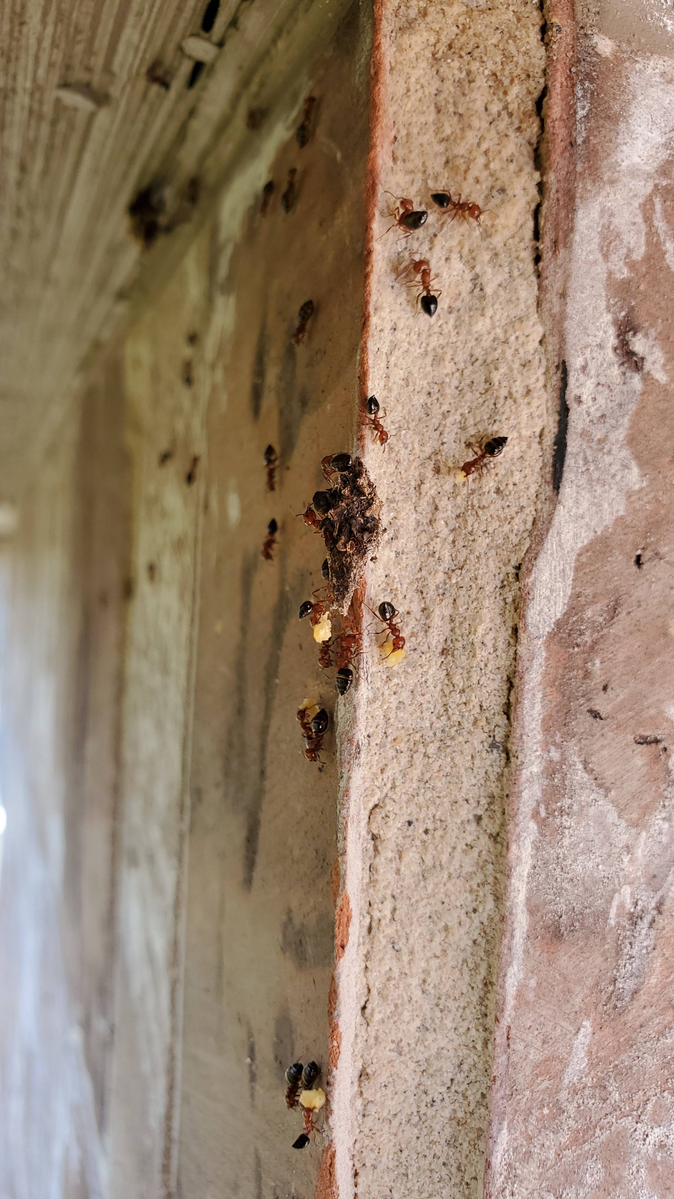 Pro Defense Pest Control - New Braunfels, TX