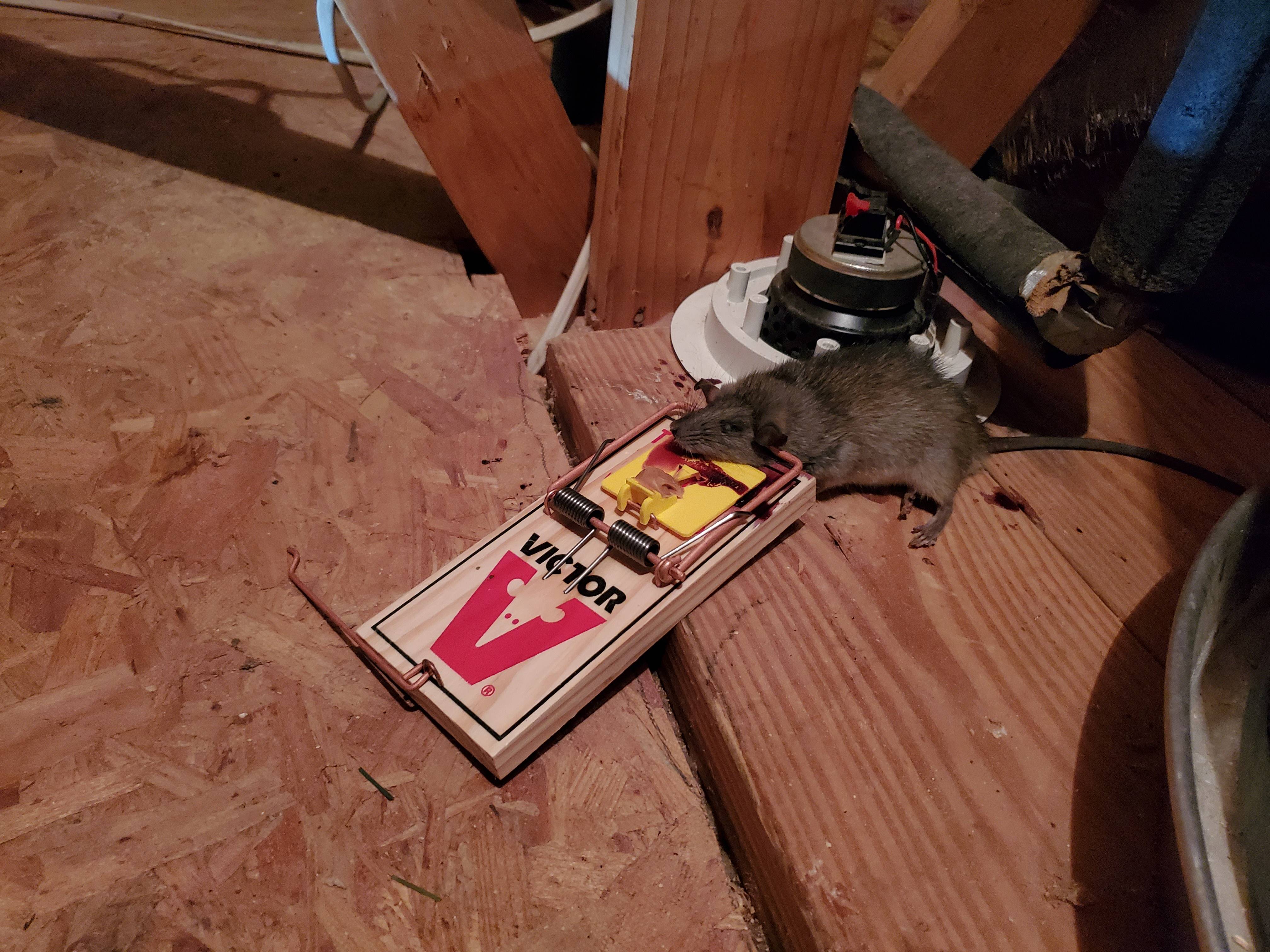 Pro Defense Pest Control - New Braunfels, TX