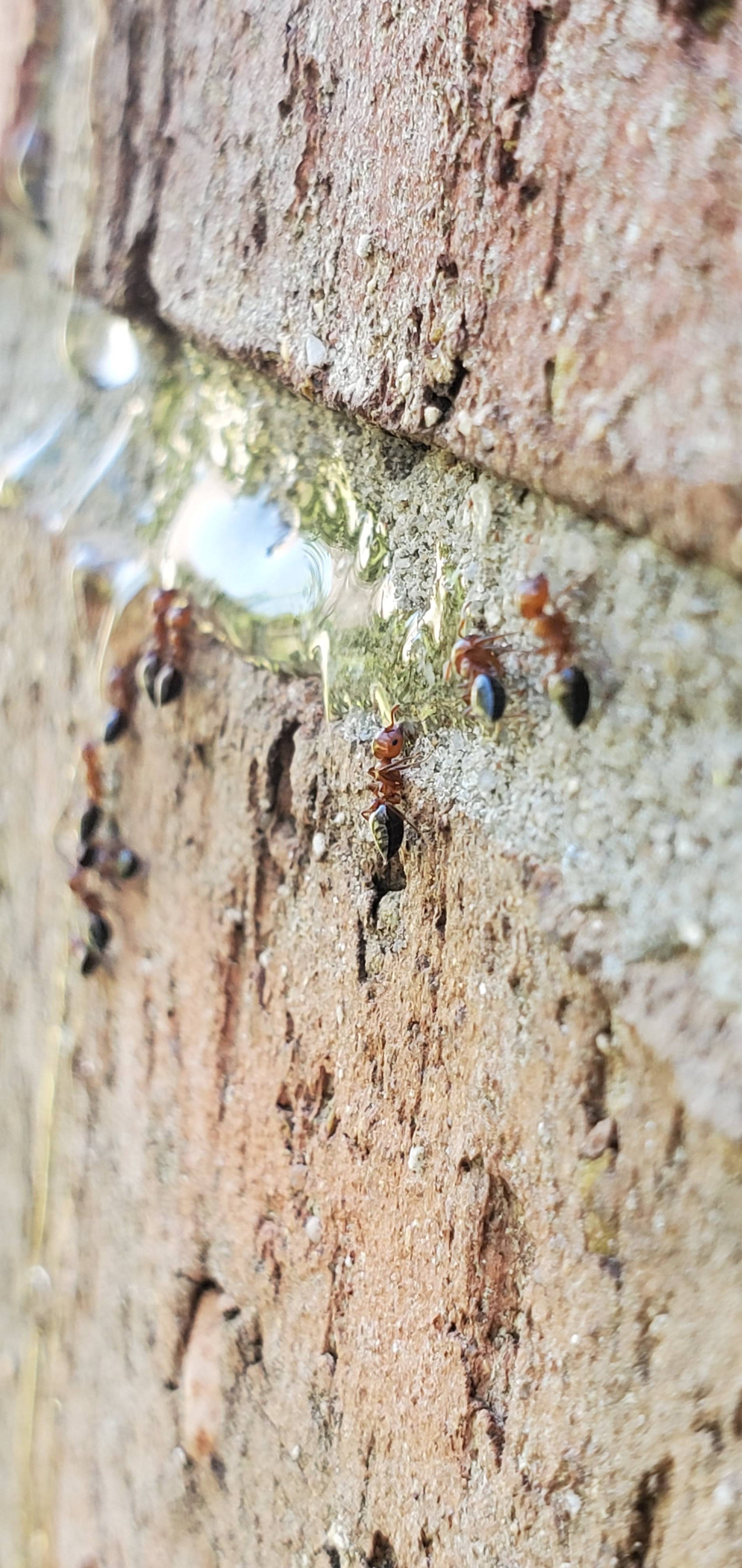 Pro Defense Pest Control - New Braunfels - New Braunfels, TX