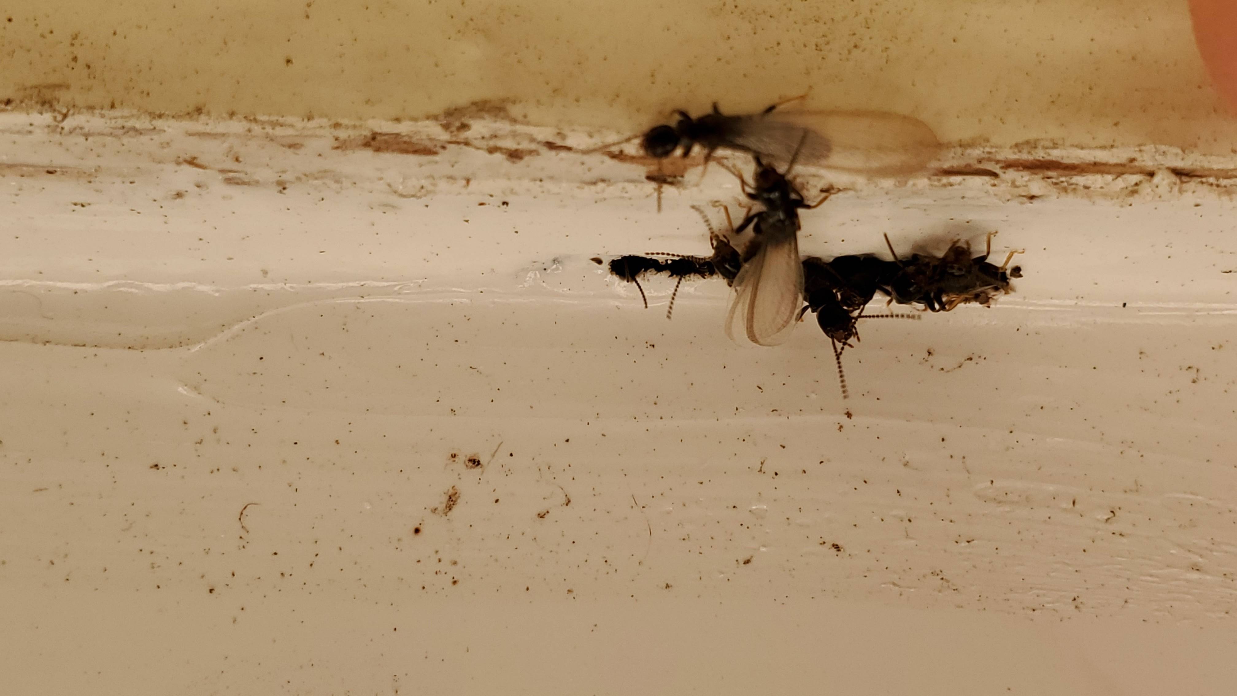 Pro Defense Pest Control - New Braunfels, TX