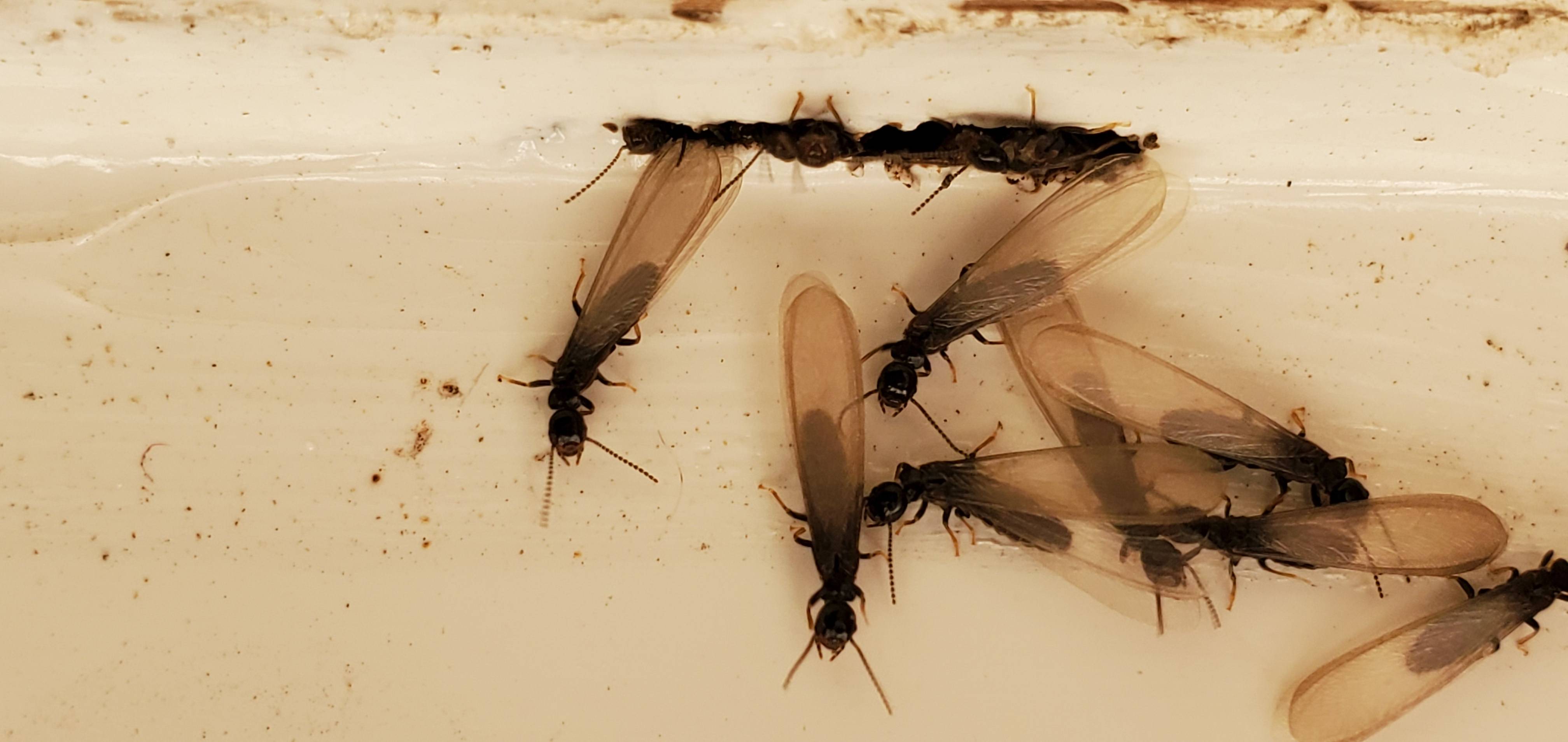 Pro Defense Pest Control - New Braunfels - New Braunfels, TX