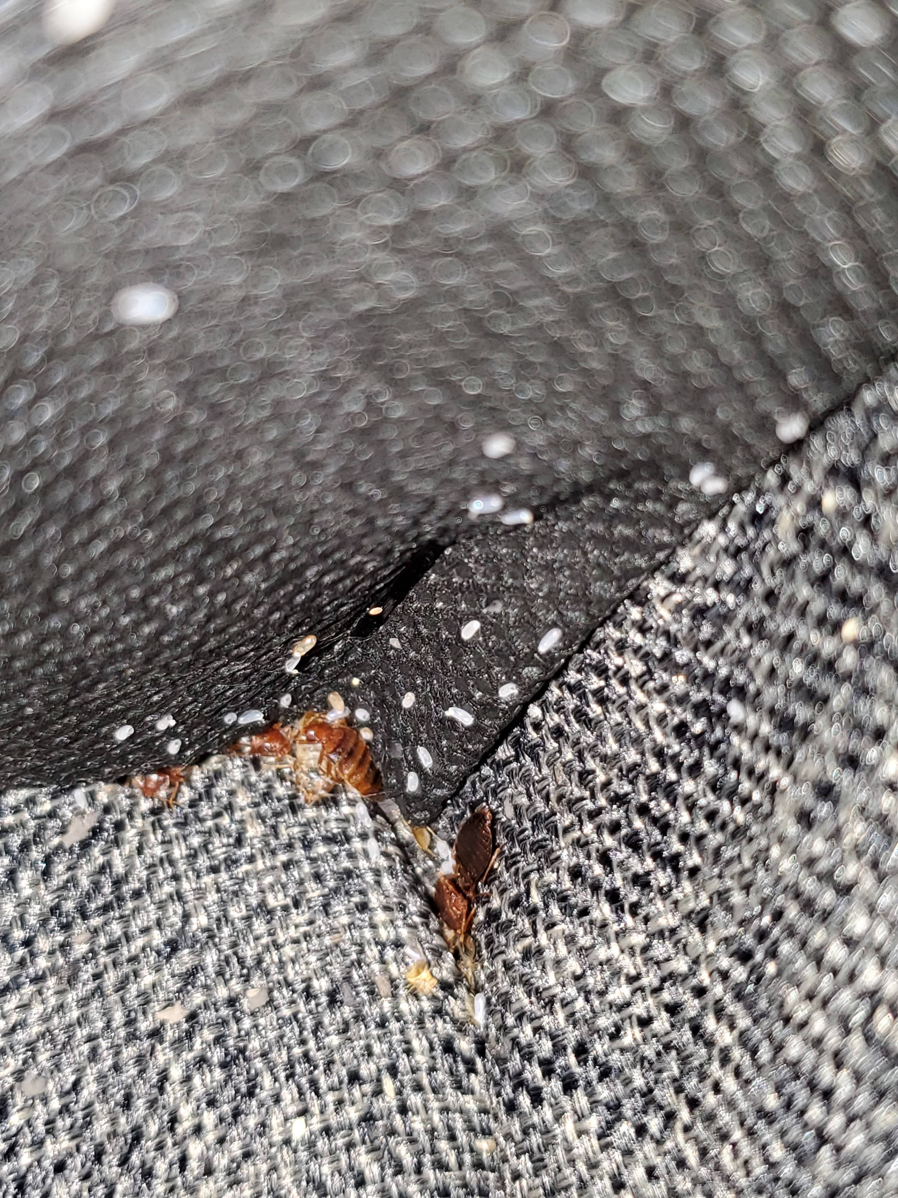 Pro Defense Pest Control - New Braunfels - New Braunfels, TX