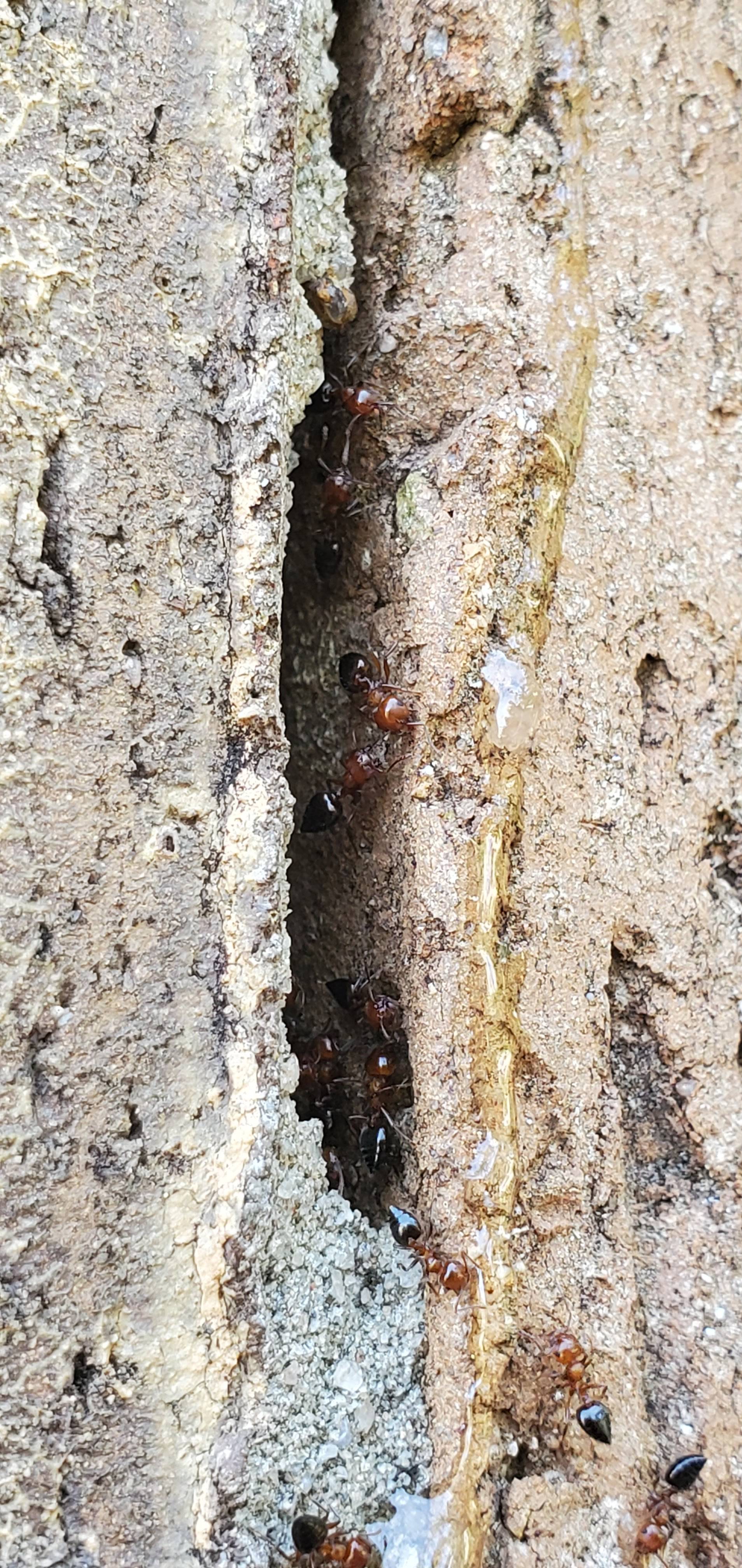 Pro Defense Pest Control - New Braunfels - New Braunfels, TX