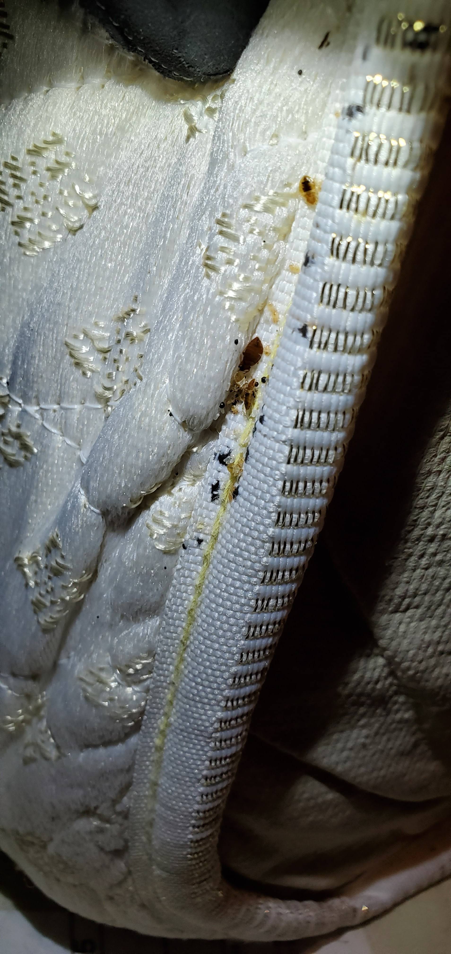 Pro Defense Pest Control - New Braunfels - New Braunfels, TX