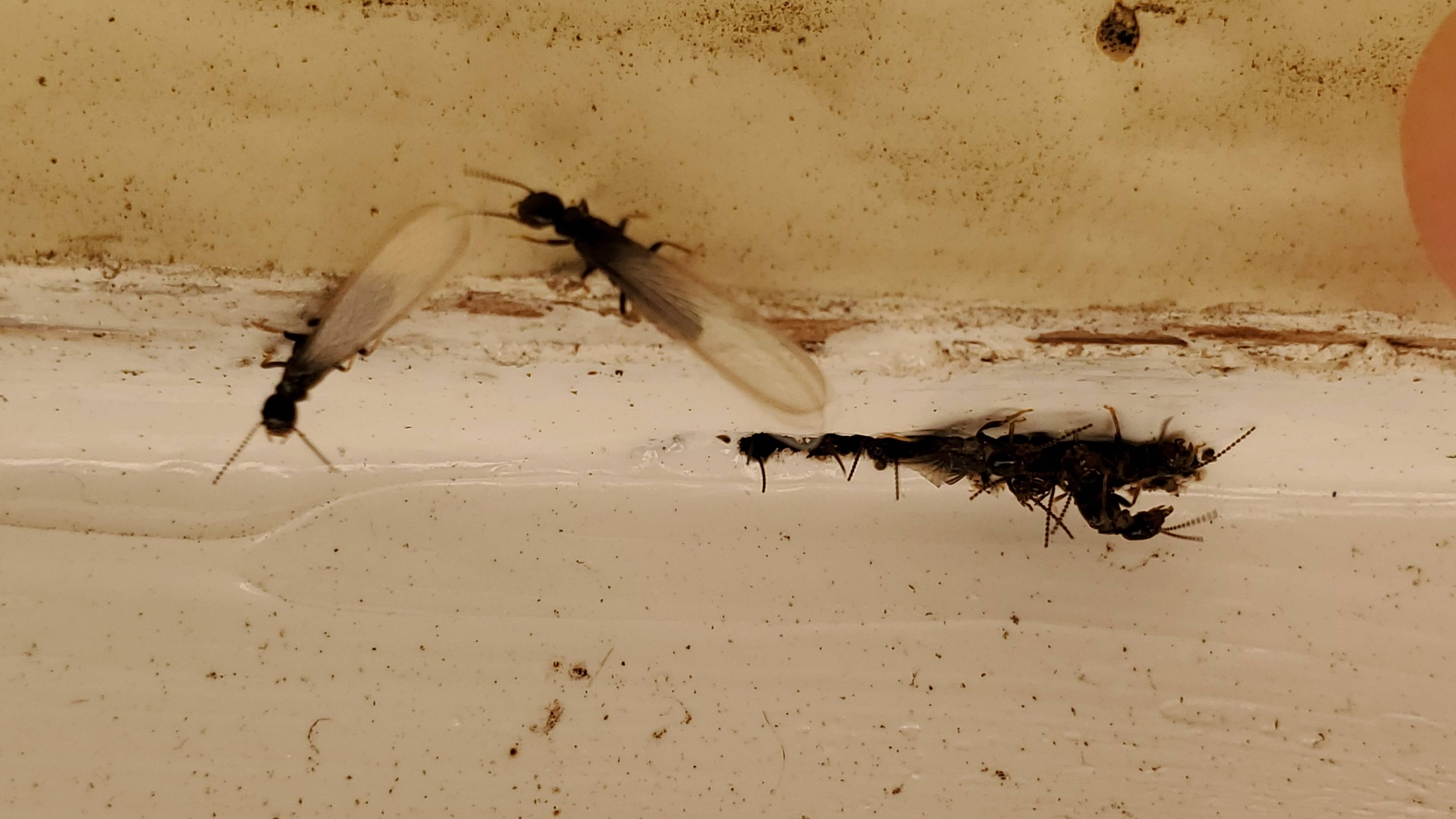 Pro Defense Pest Control - New Braunfels, TX