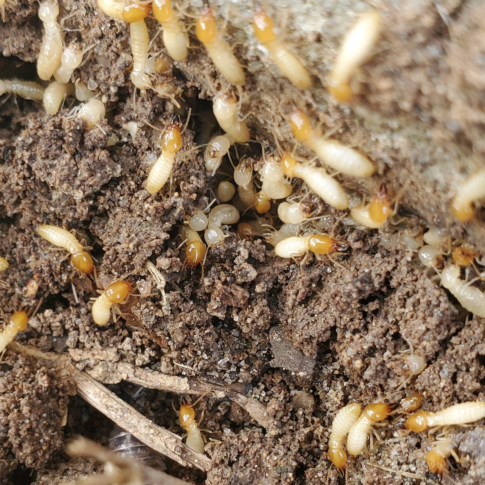 Pro Defense Pest Control - New Braunfels, TX