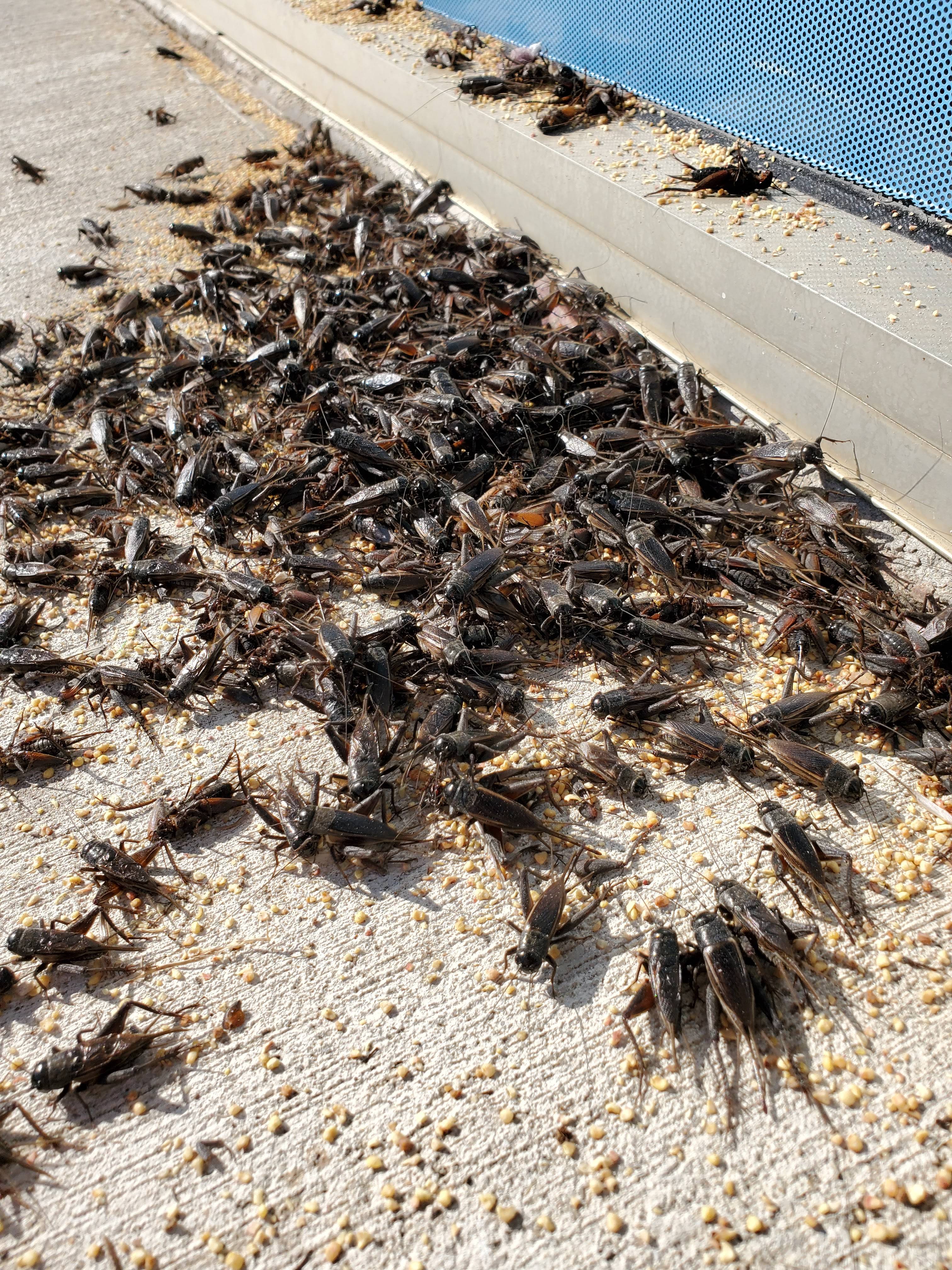 Pro Defense Pest Control - New Braunfels, TX