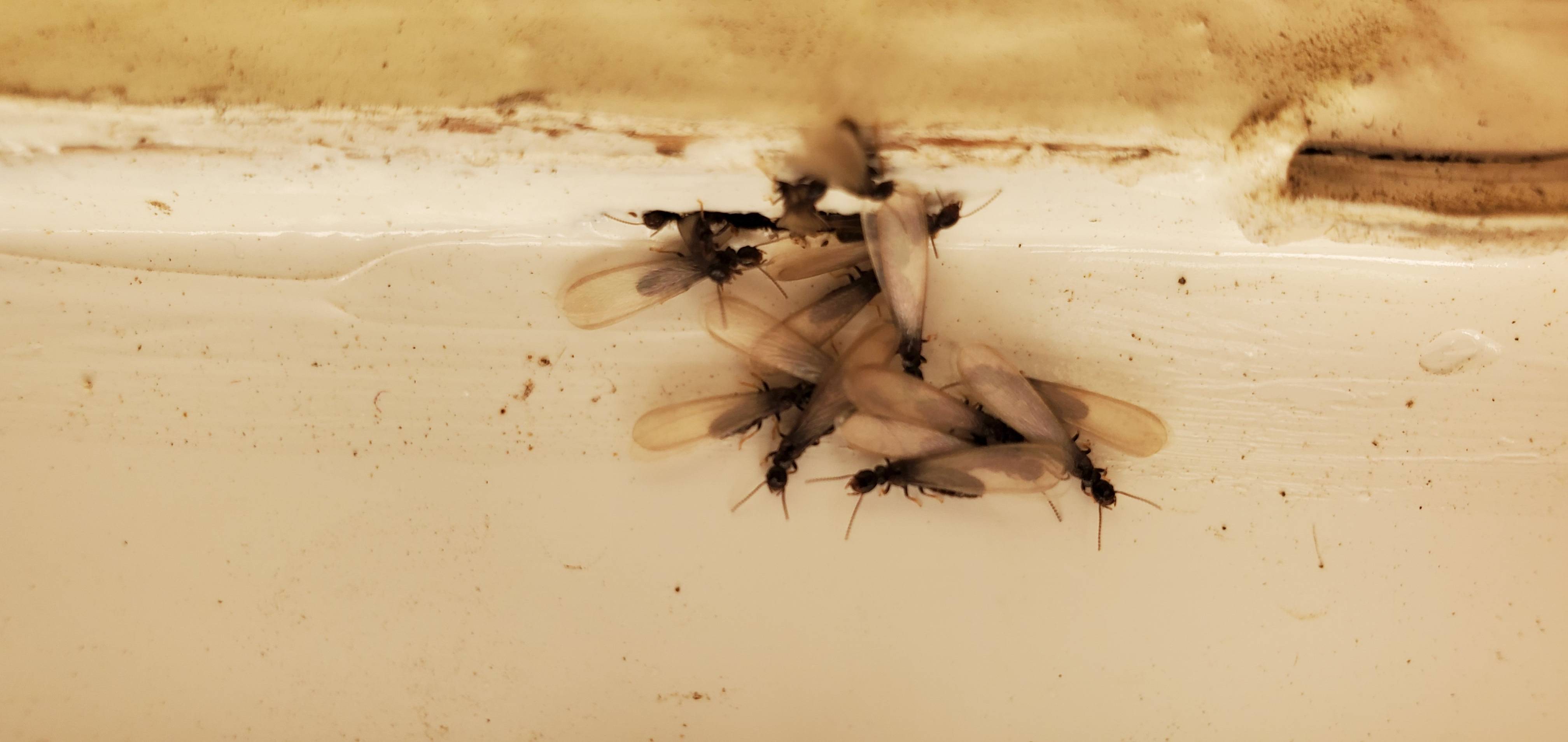 Pro Defense Pest Control - New Braunfels - New Braunfels, TX