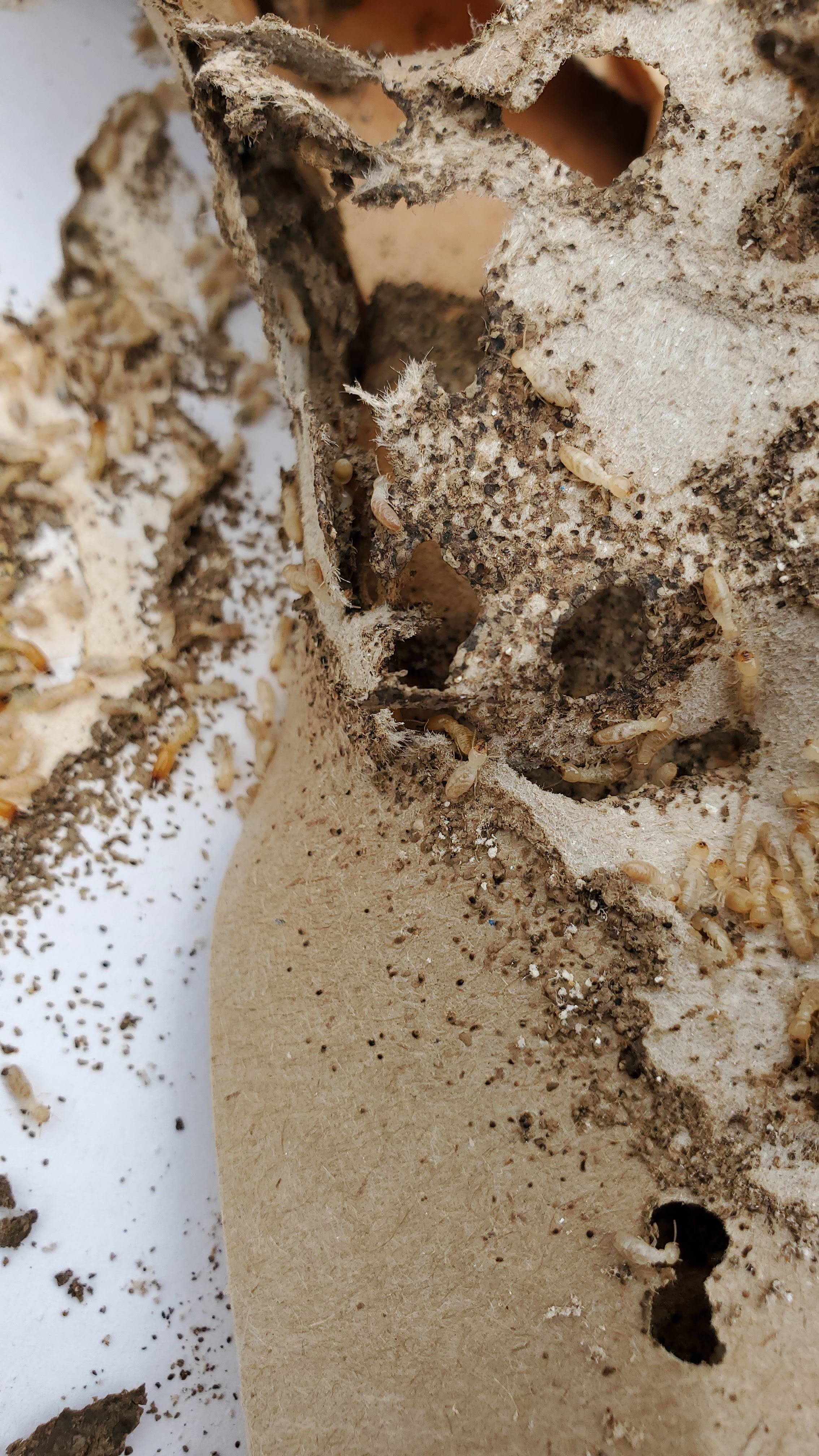 Pro Defense Pest Control - New Braunfels, TX