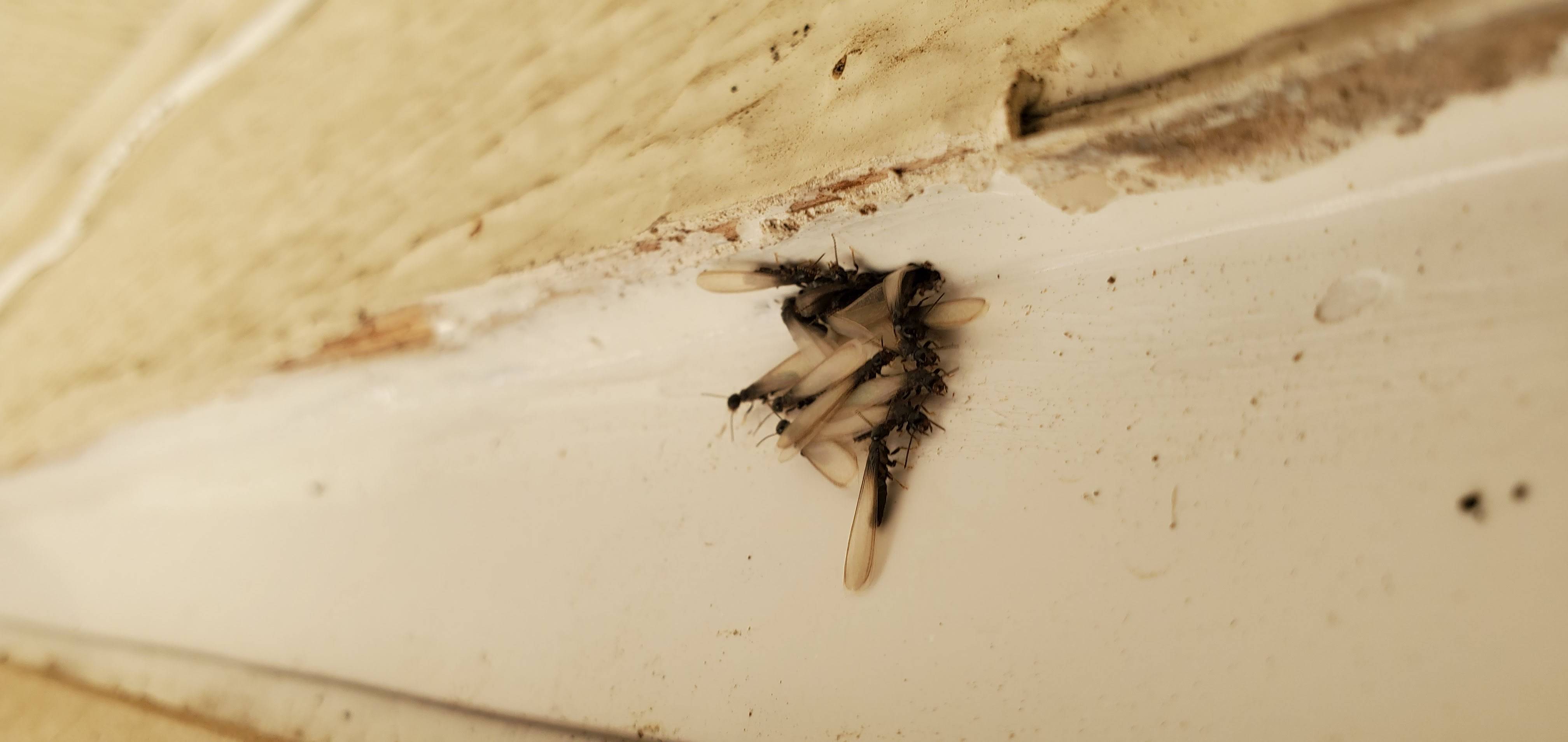 Pro Defense Pest Control - New Braunfels, TX