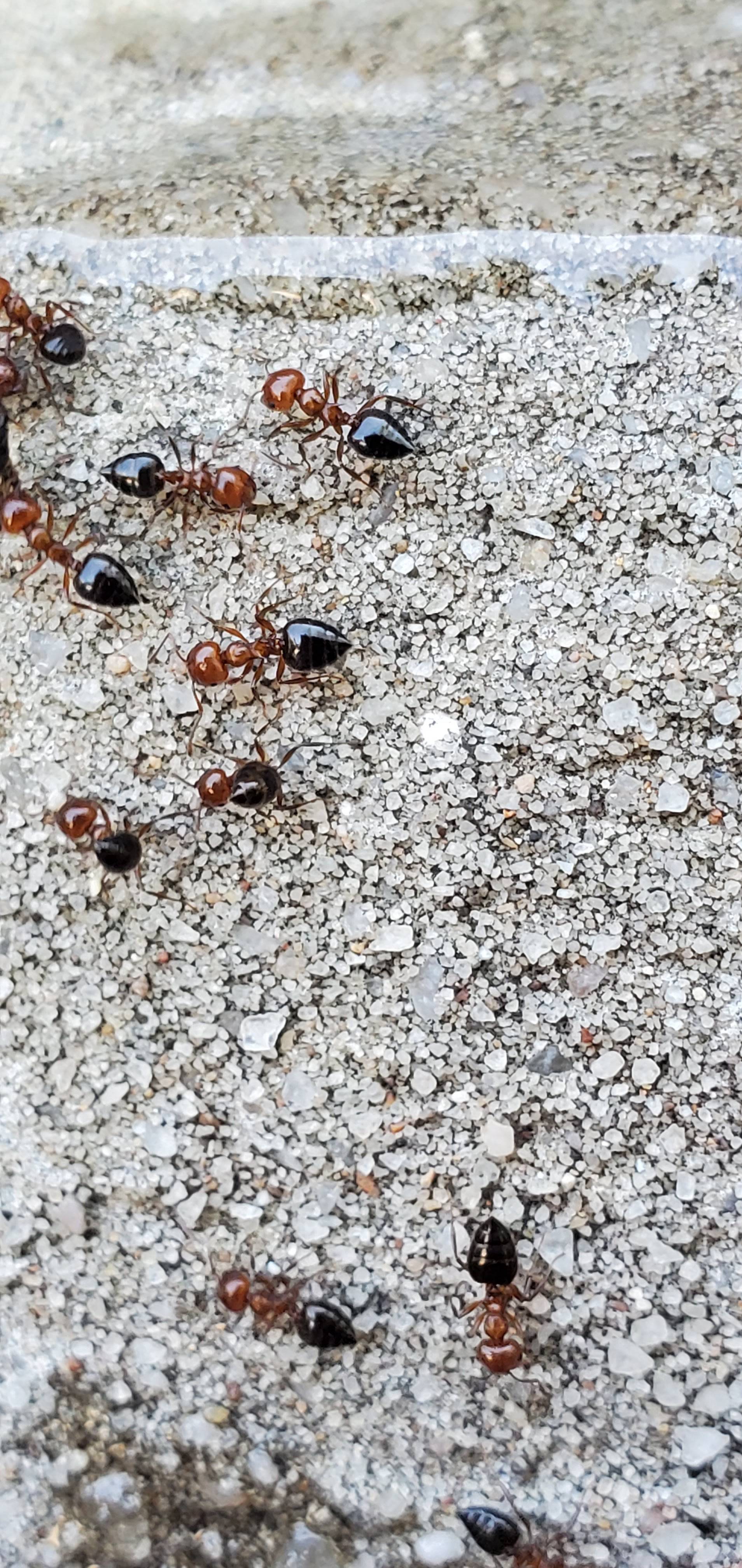 Pro Defense Pest Control - New Braunfels - New Braunfels, TX