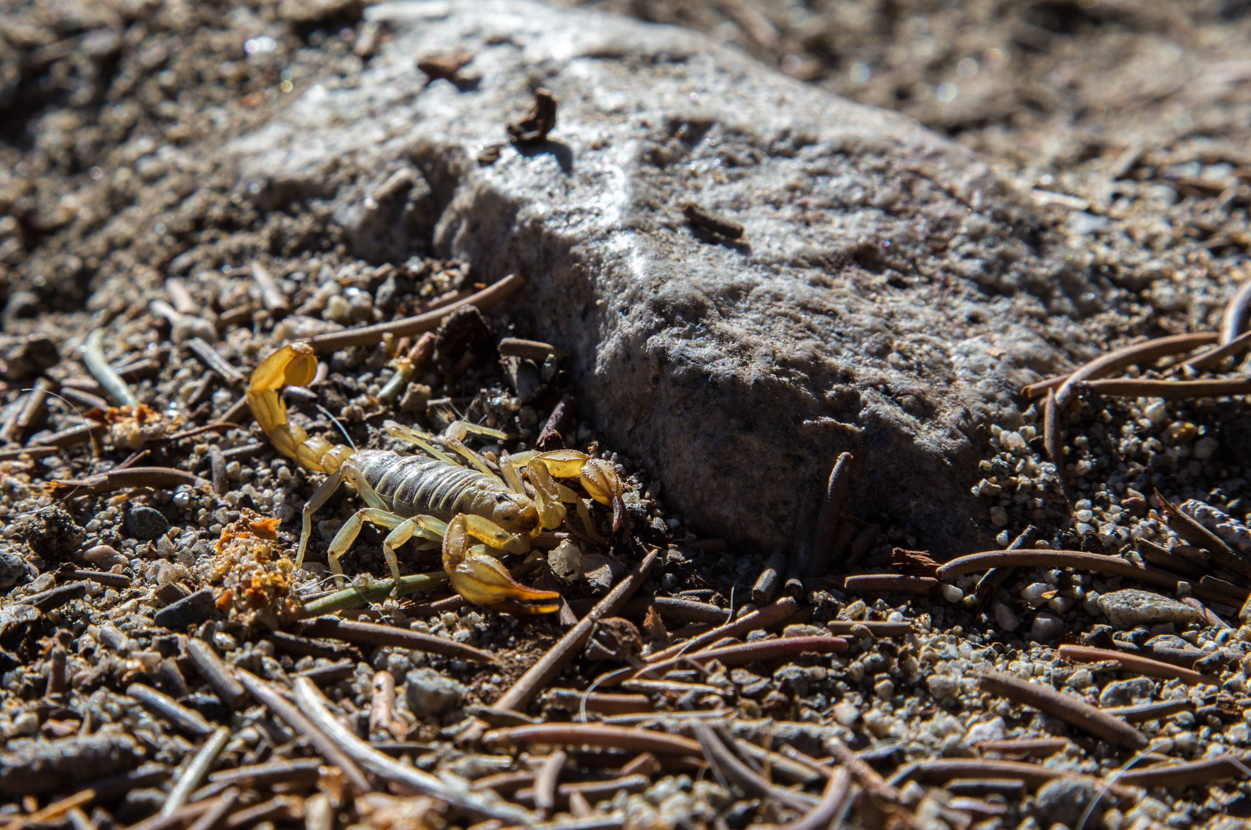 Pro Defense Pest Control - New Braunfels, TX