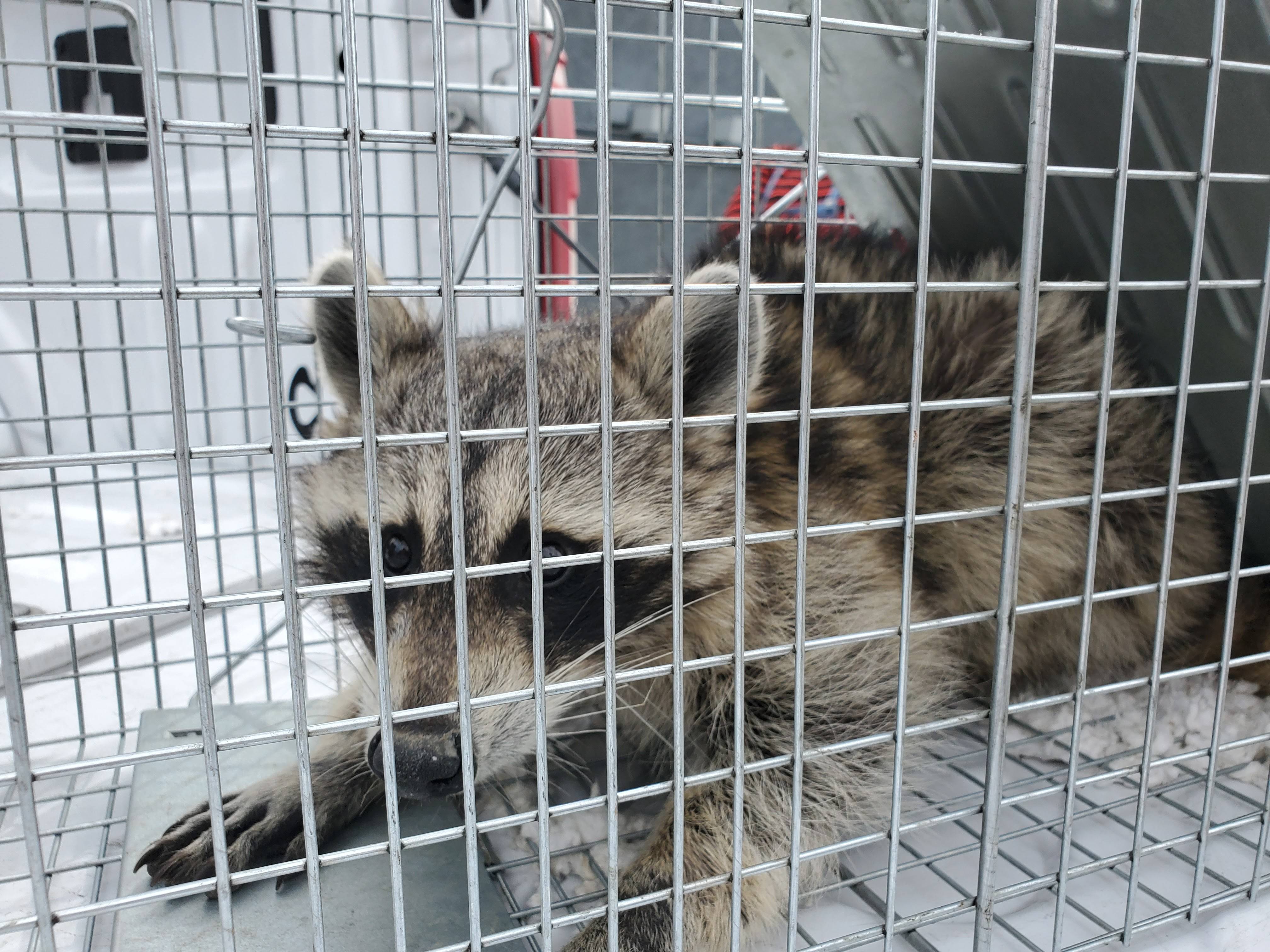 Pro Defense Pest Control - New Braunfels, TX