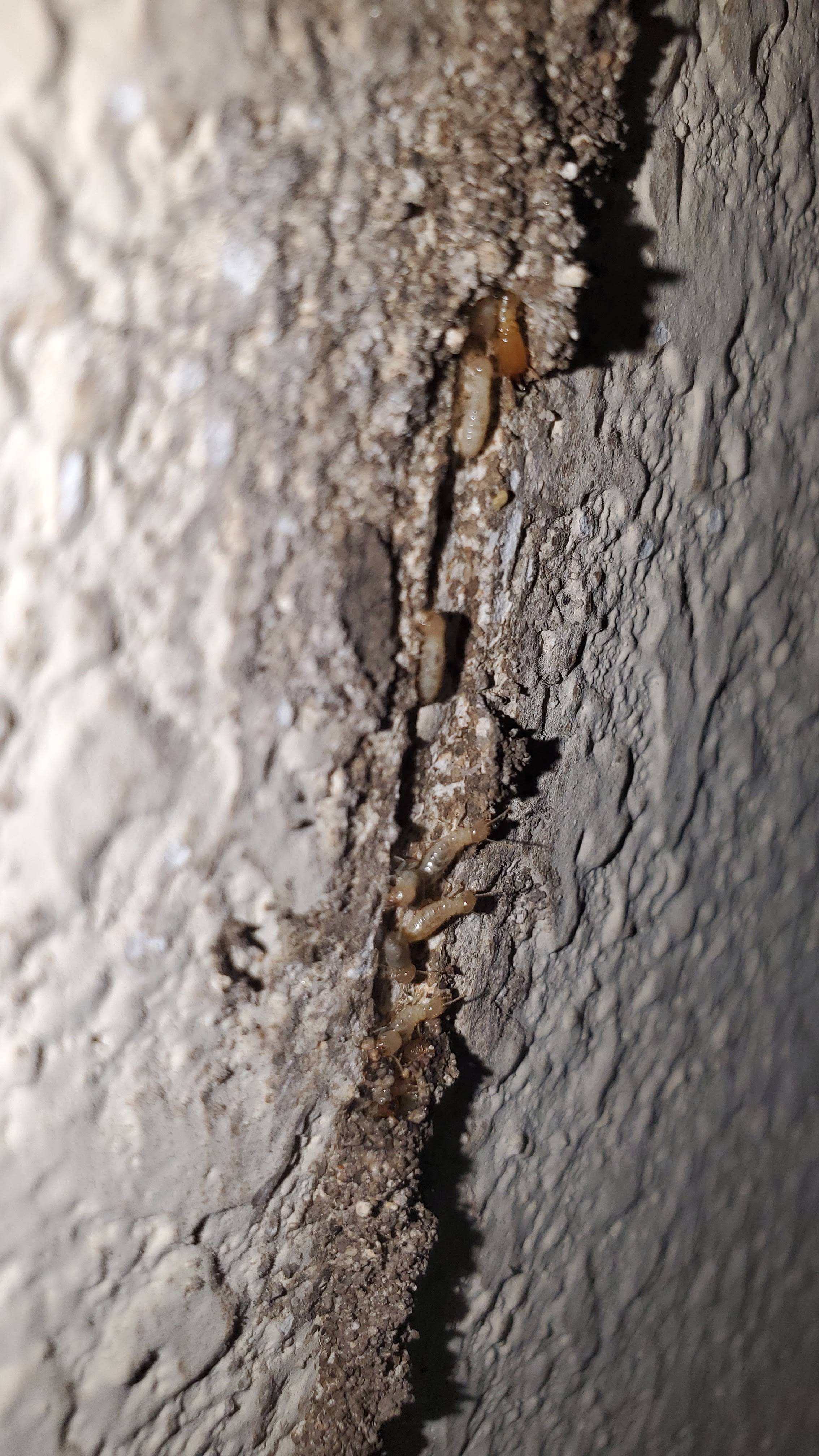Pro Defense Pest Control - New Braunfels - New Braunfels, TX