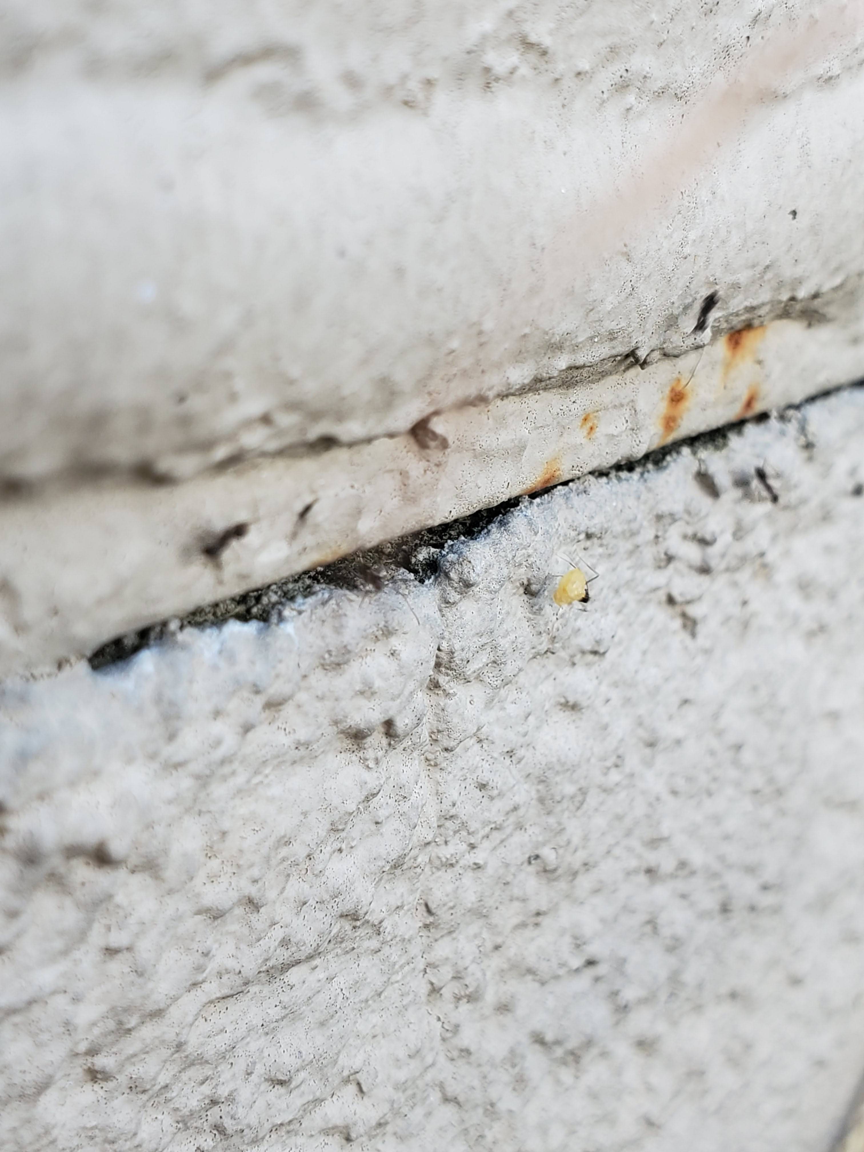 Pro Defense Pest Control - New Braunfels, TX