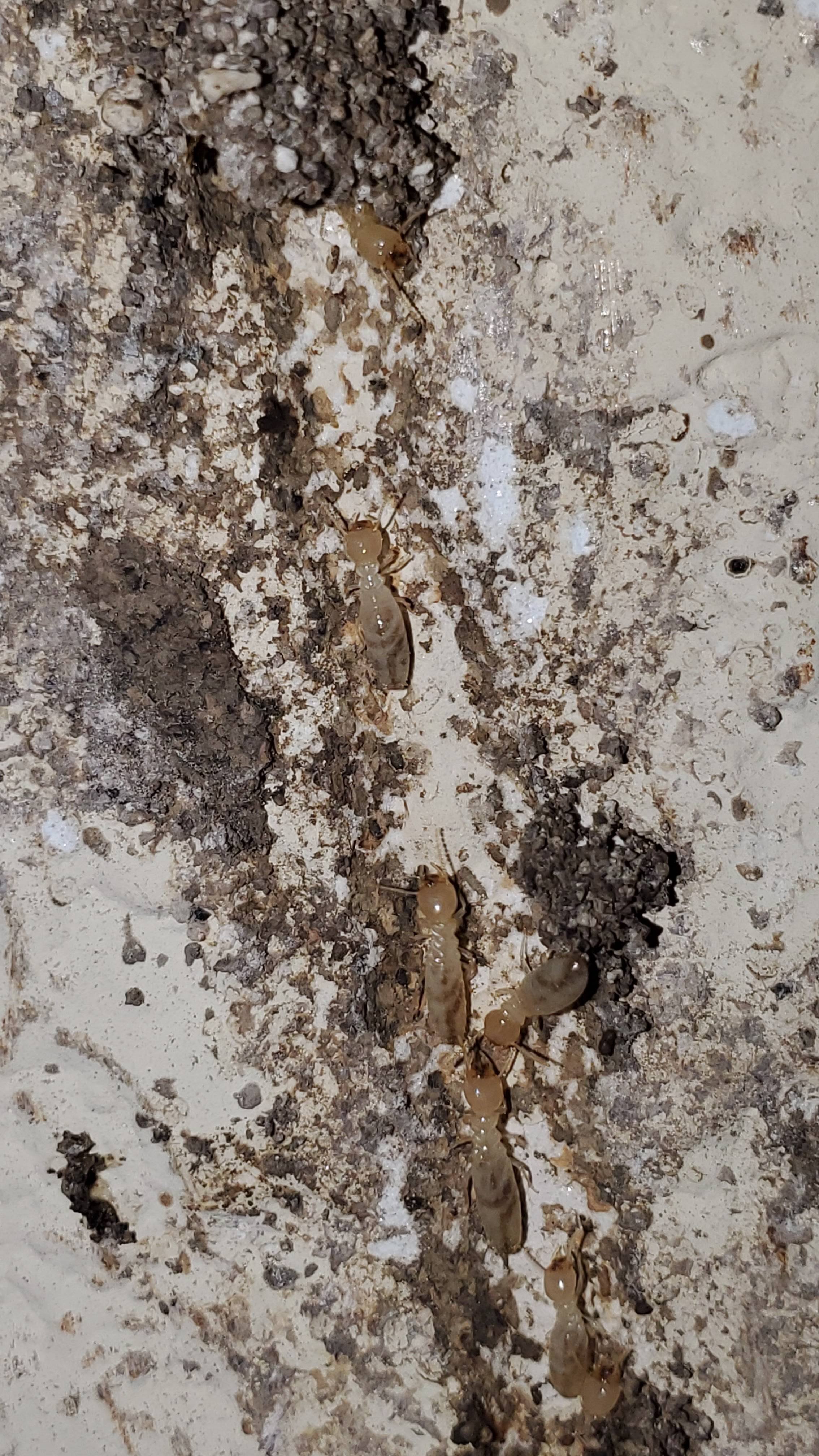 Pro Defense Pest Control - New Braunfels - New Braunfels, TX