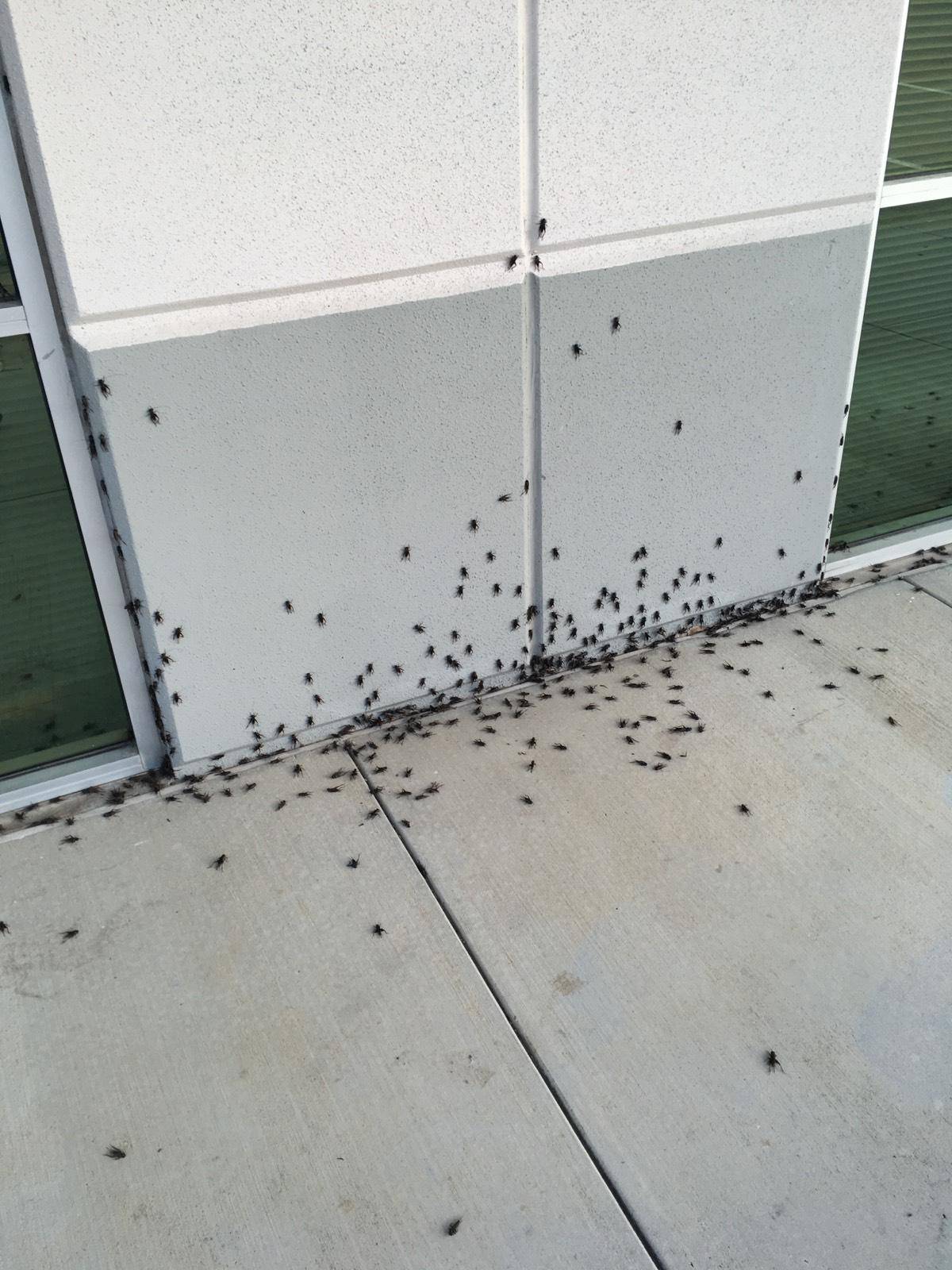 Pro Defense Pest Control - New Braunfels, TX