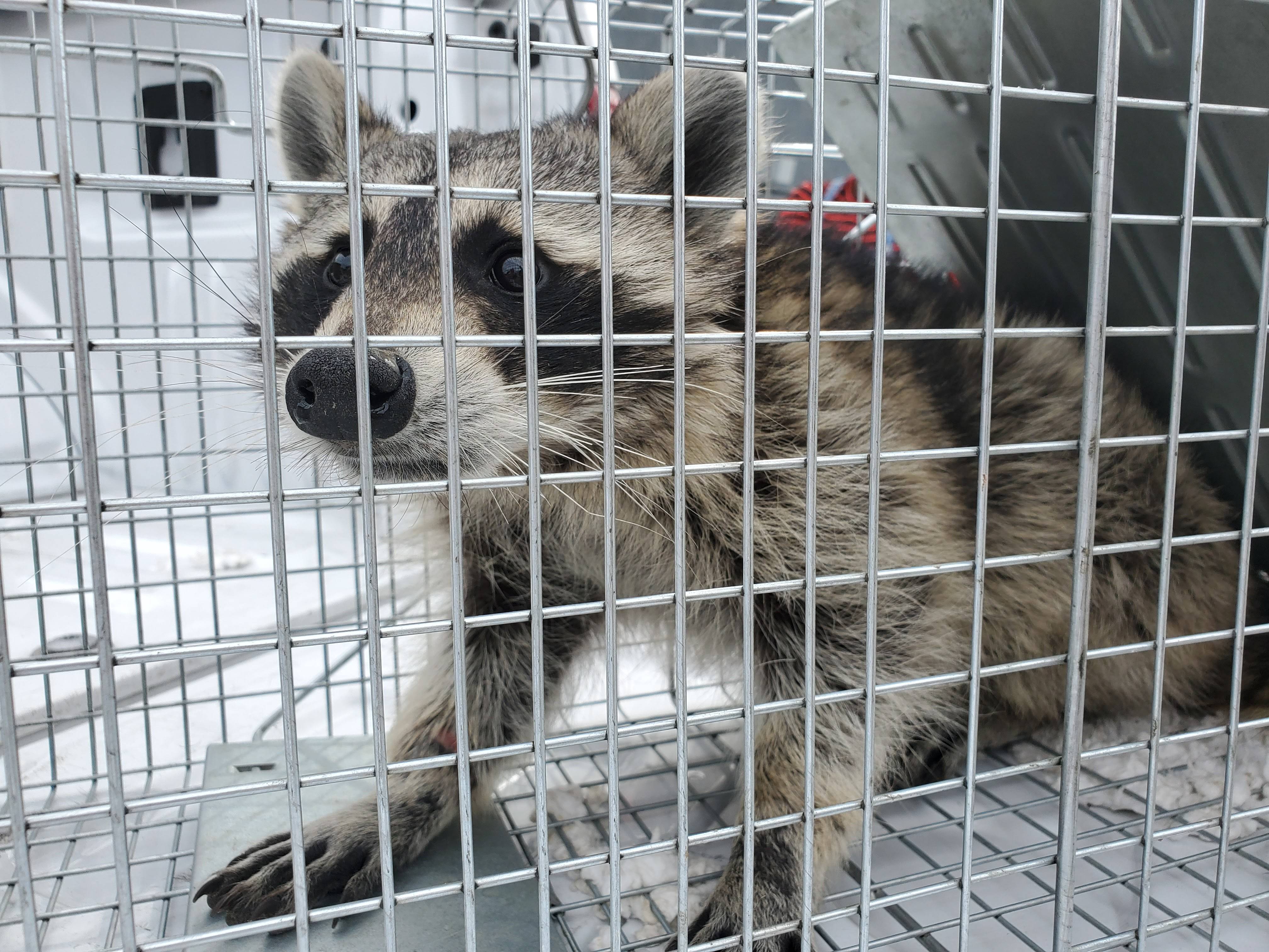 Pro Defense Pest Control - New Braunfels - New Braunfels, TX