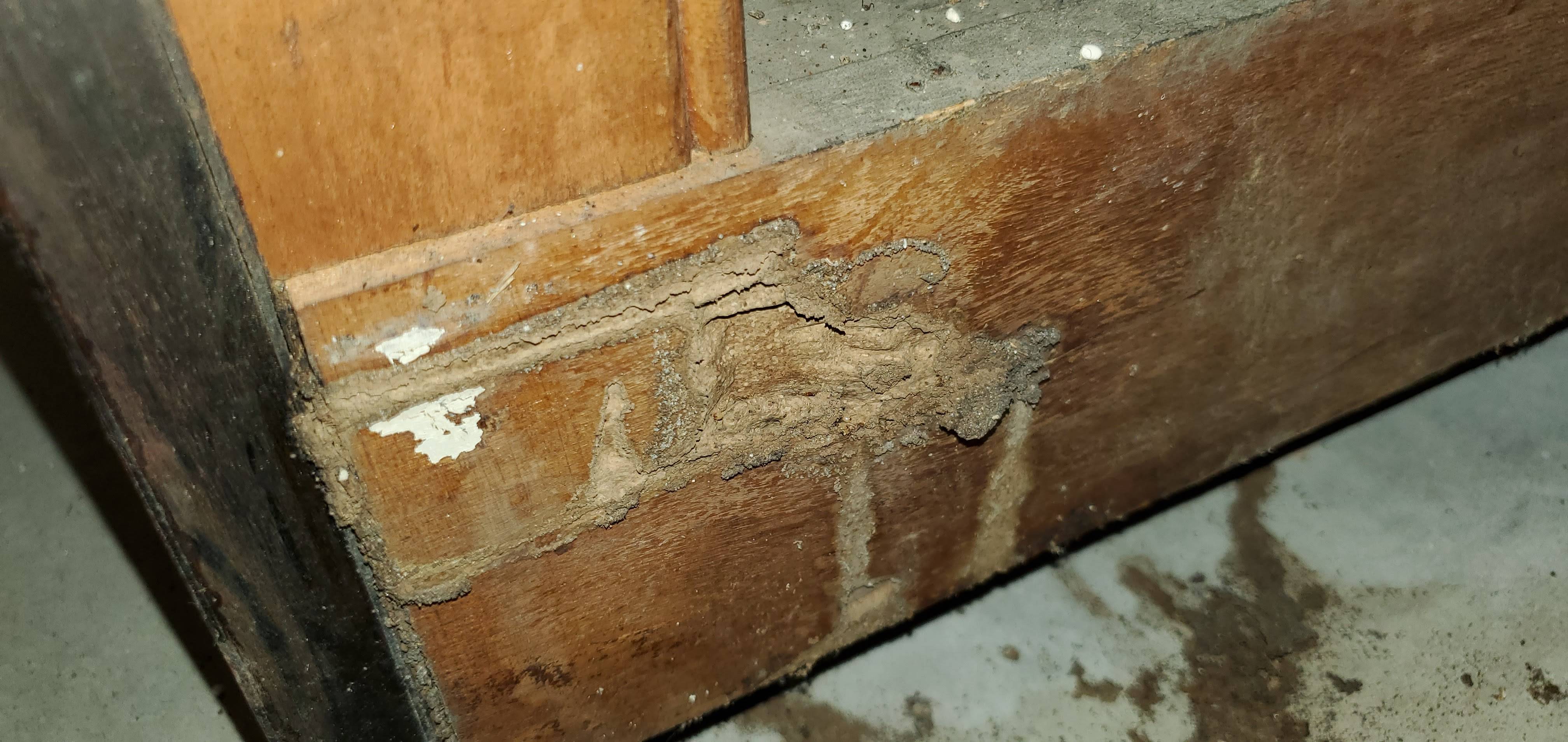 Pro Defense Pest Control - New Braunfels, TX