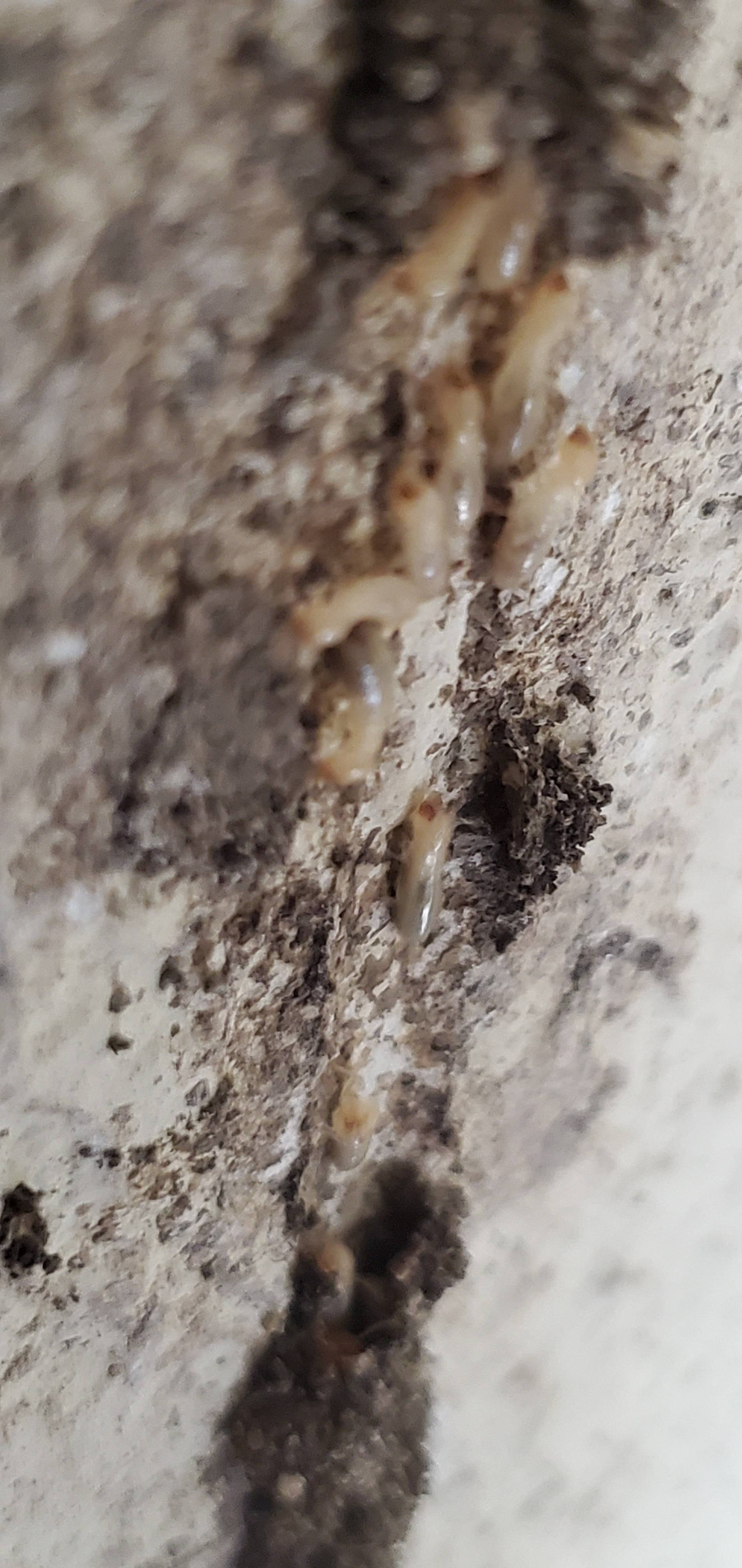 Pro Defense Pest Control - New Braunfels - New Braunfels, TX