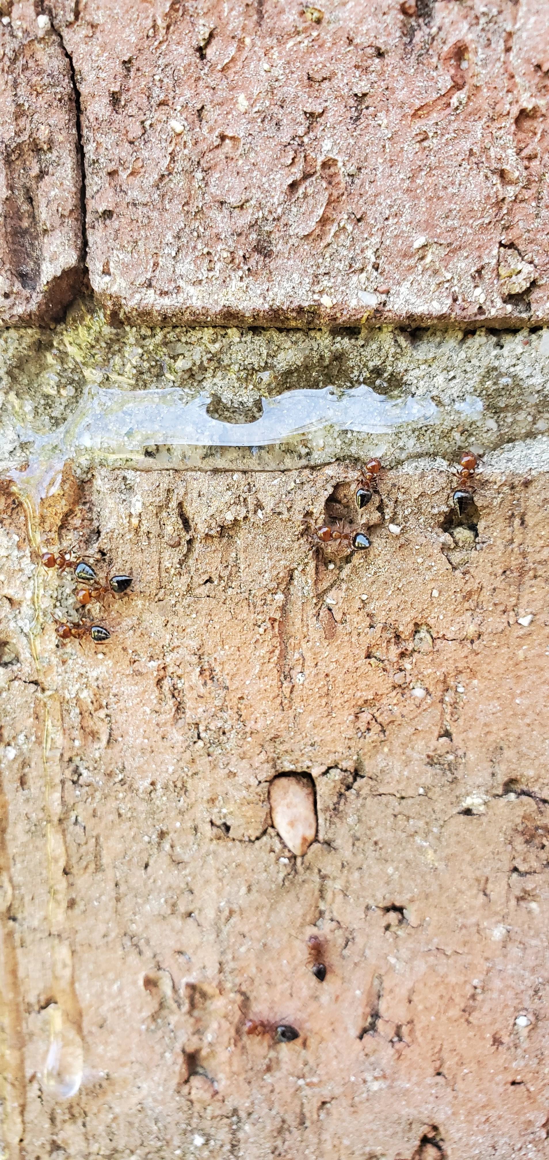 Pro Defense Pest Control - New Braunfels - New Braunfels, TX