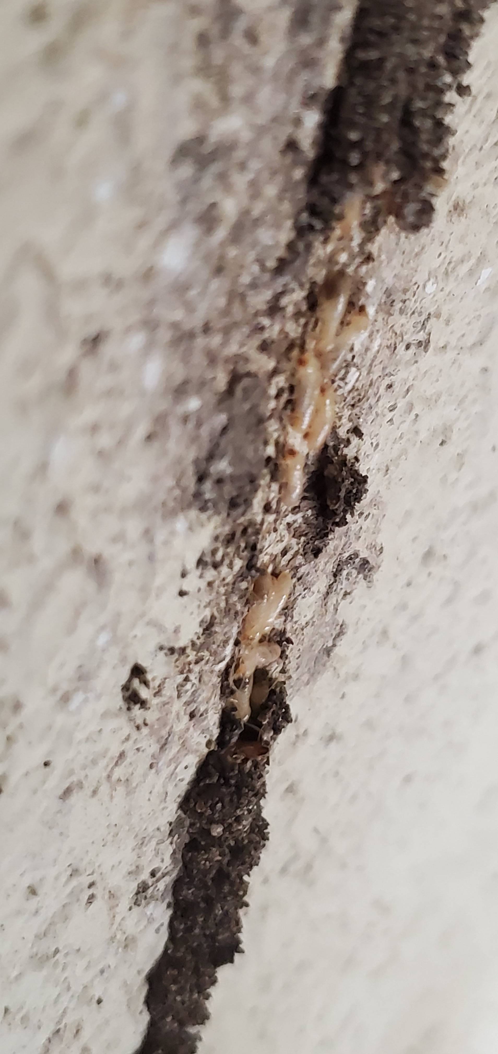 Pro Defense Pest Control - New Braunfels, TX