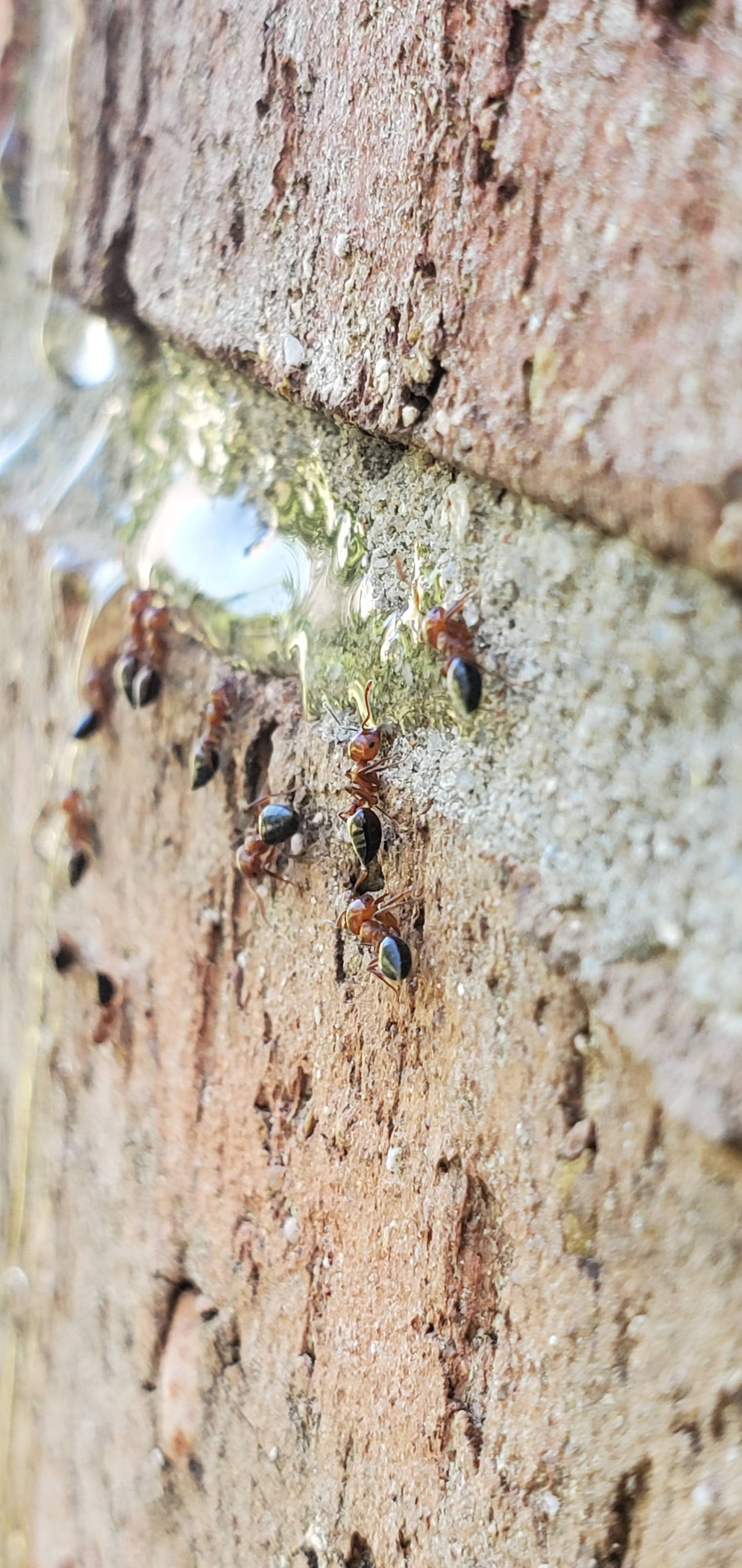 Pro Defense Pest Control - New Braunfels - New Braunfels, TX