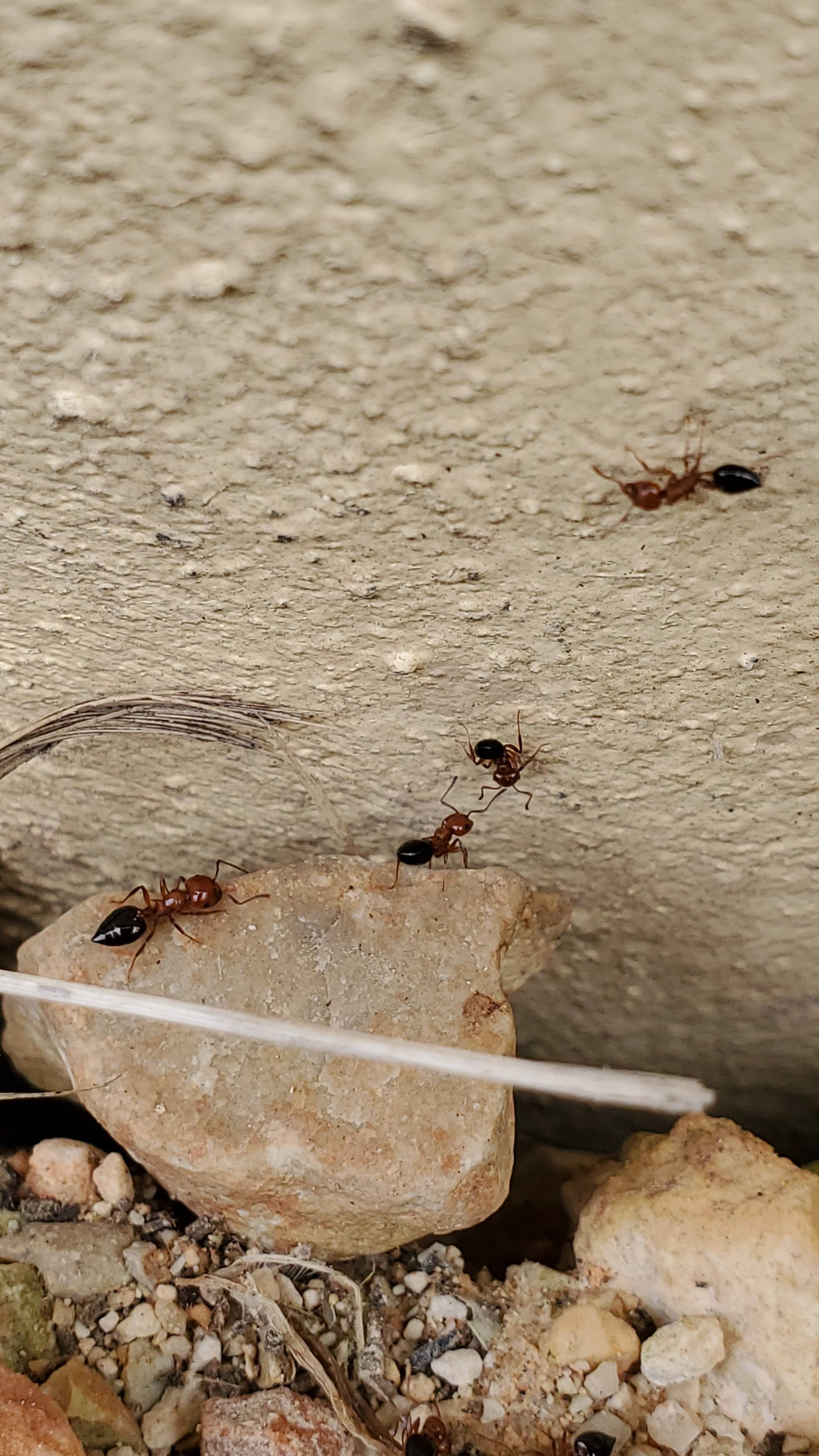 Pro Defense Pest Control - New Braunfels - New Braunfels, TX