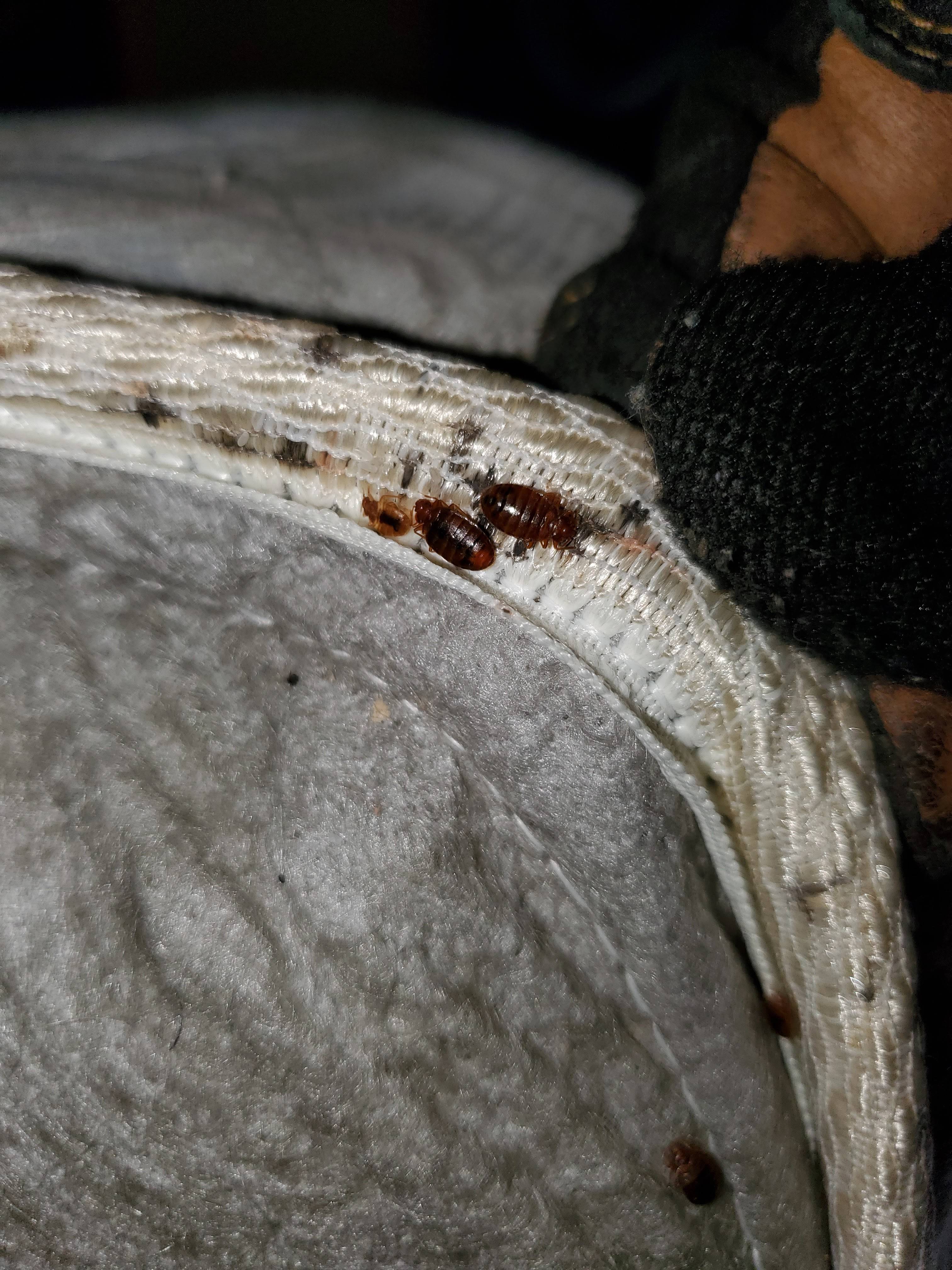 Pro Defense Pest Control - New Braunfels - New Braunfels, TX