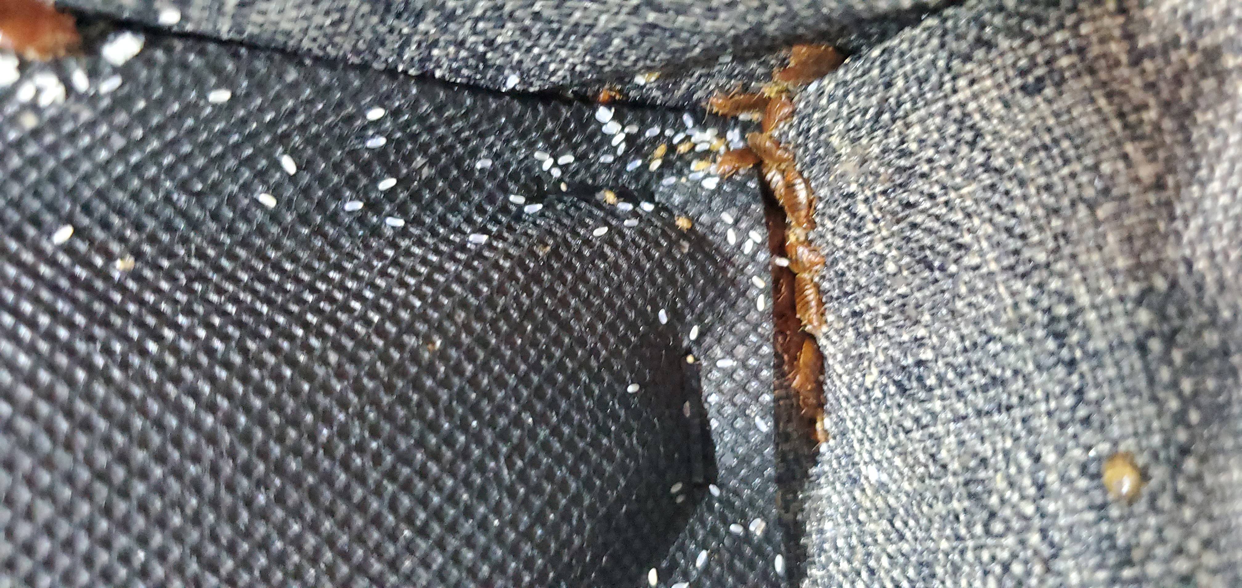 Pro Defense Pest Control - New Braunfels - New Braunfels, TX