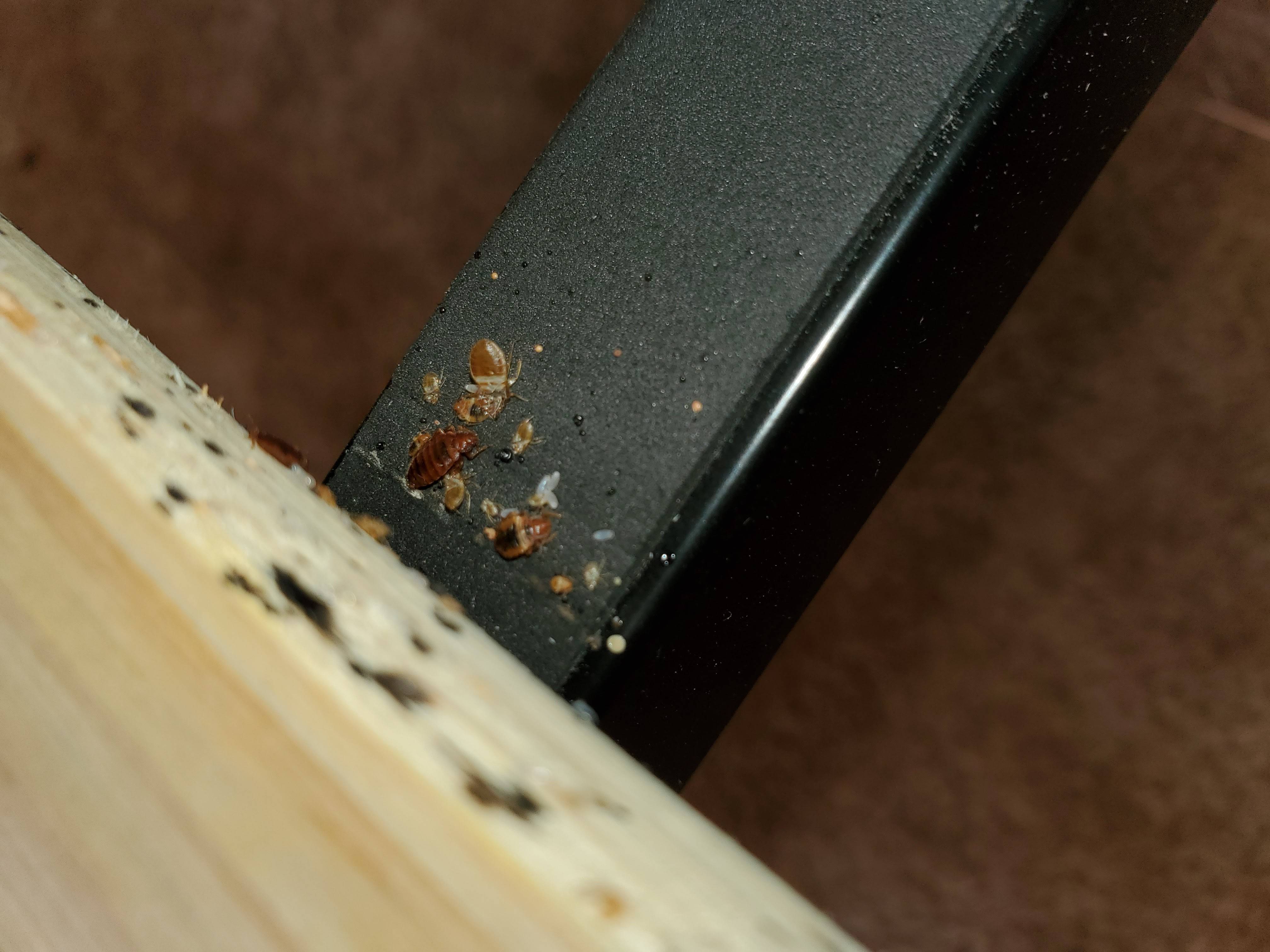 Pro Defense Pest Control - New Braunfels, TX