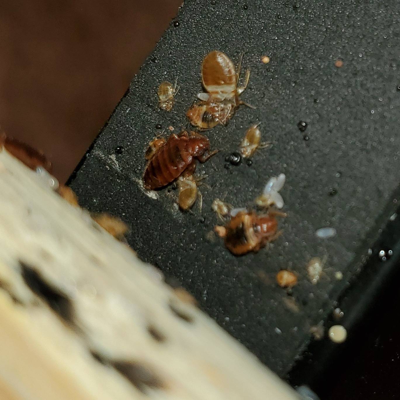 Pro Defense Pest Control - New Braunfels - New Braunfels, TX