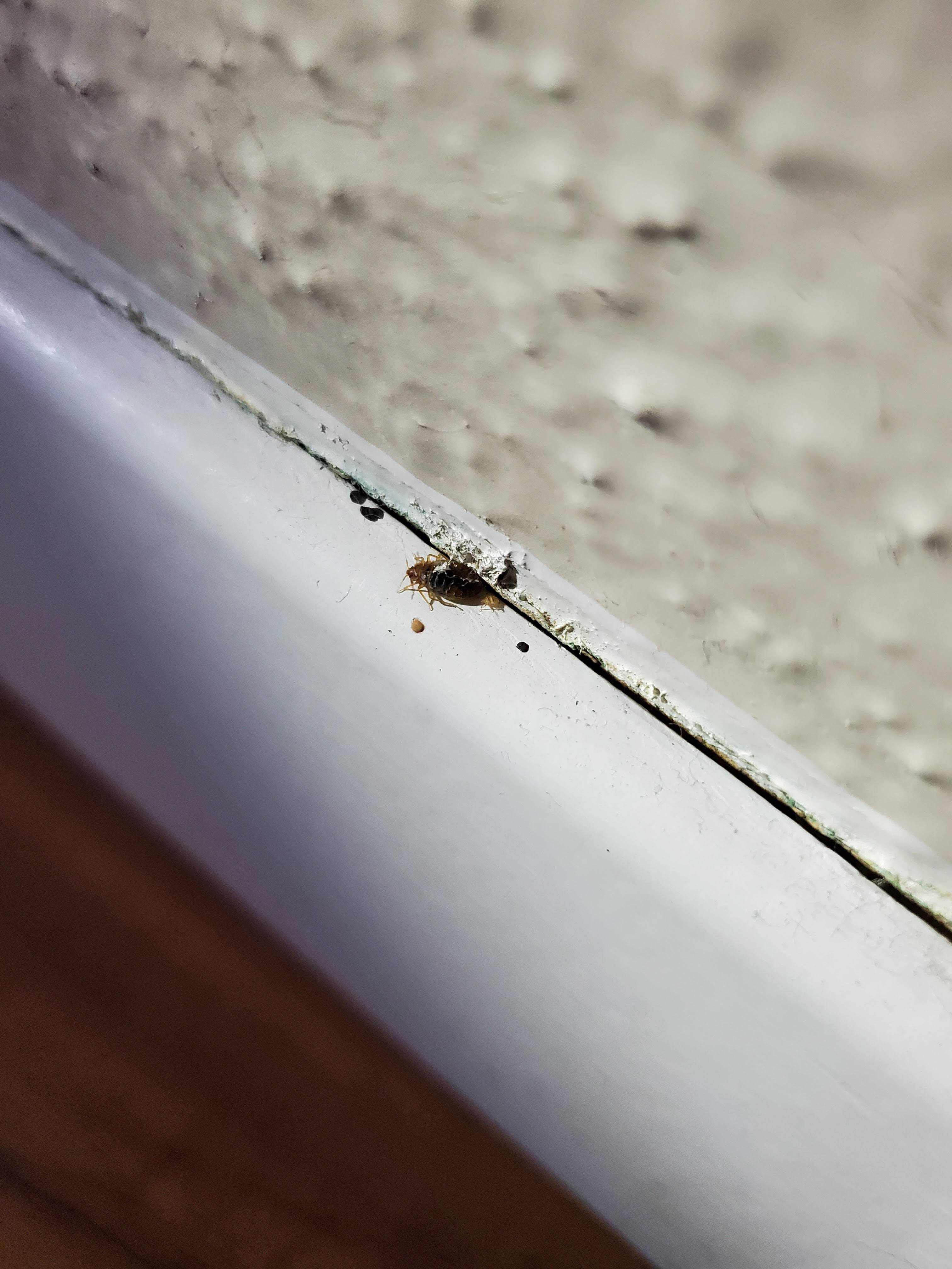 Pro Defense Pest Control - New Braunfels - New Braunfels, TX
