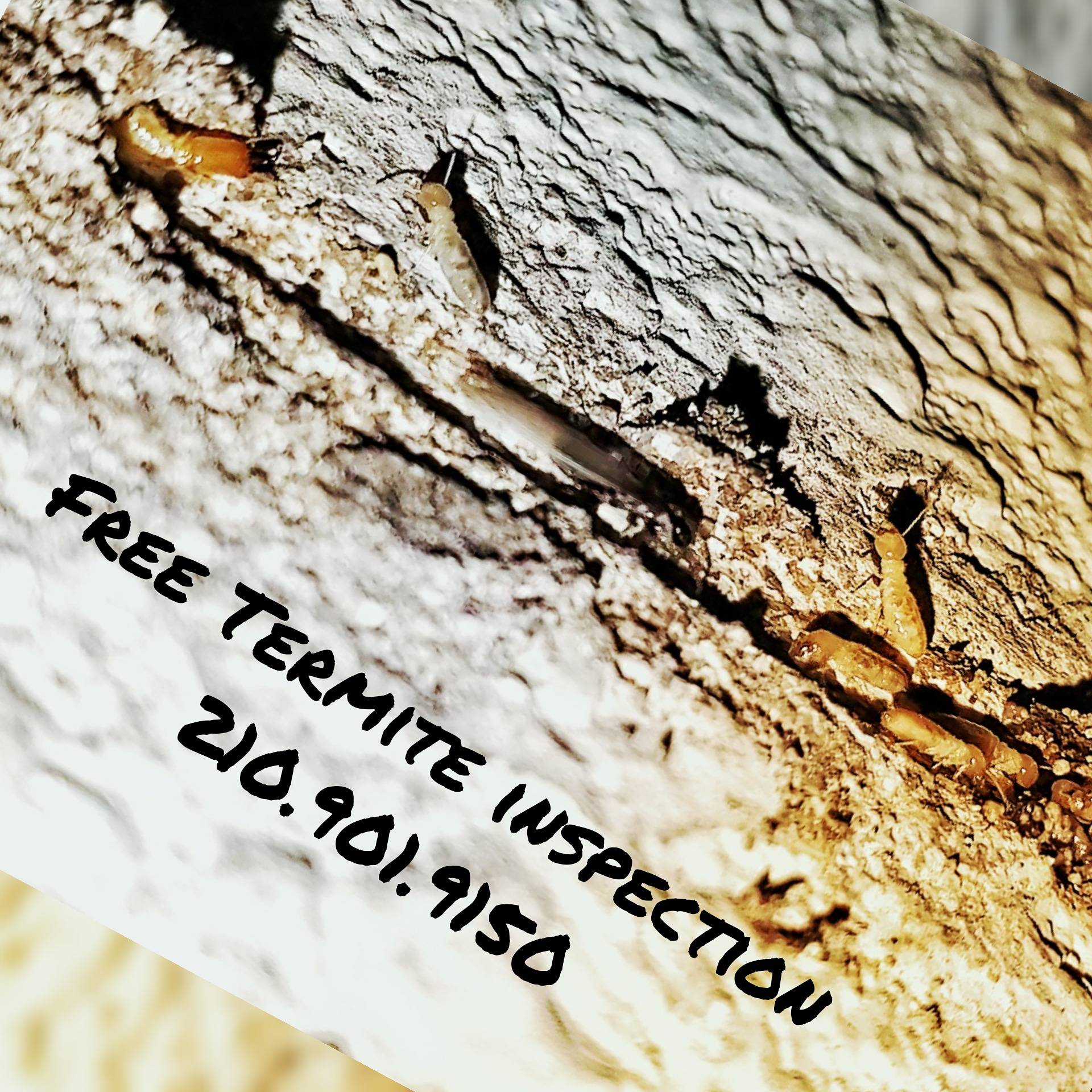 Pro Defense Pest Control - New Braunfels, TX
