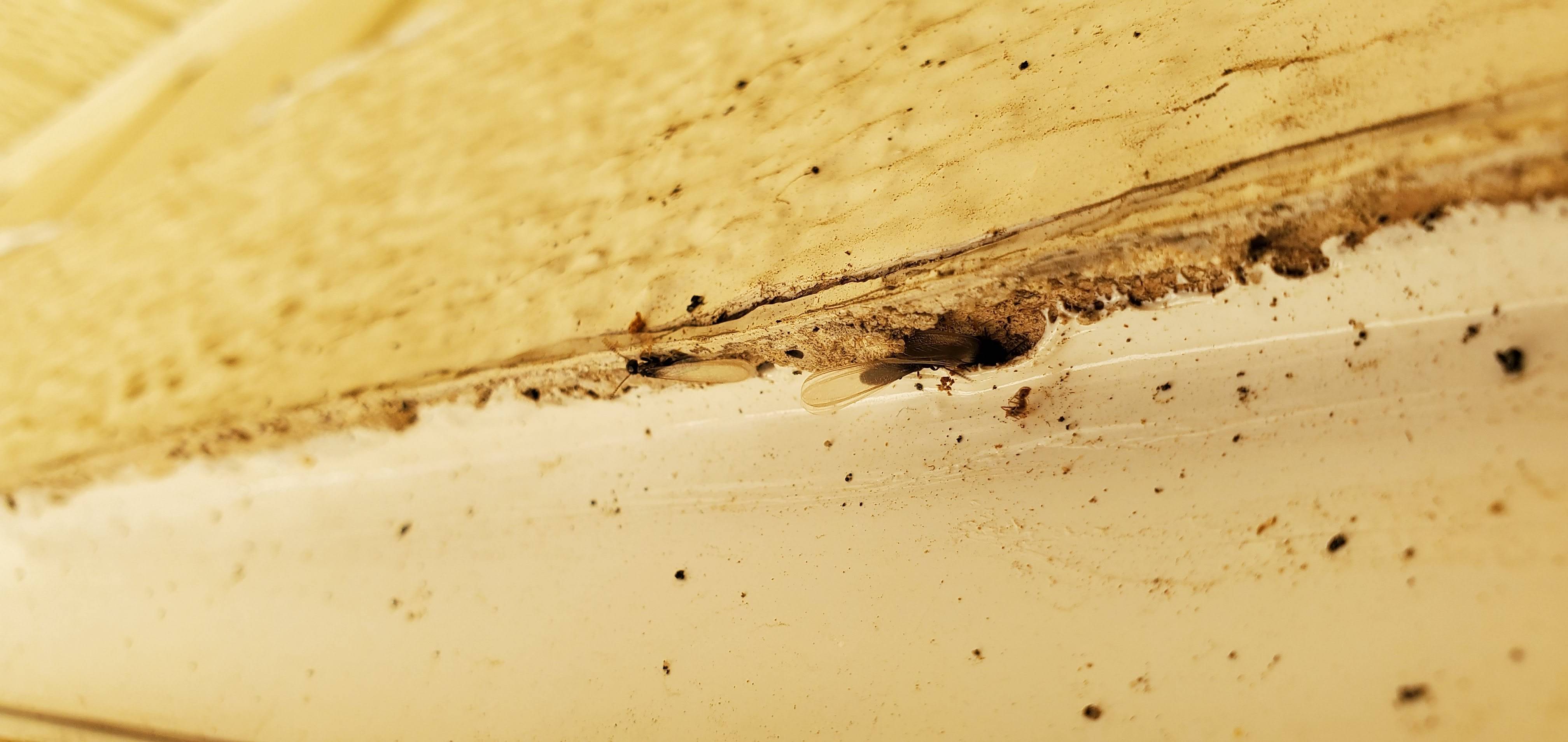 Pro Defense Pest Control - New Braunfels - New Braunfels, TX