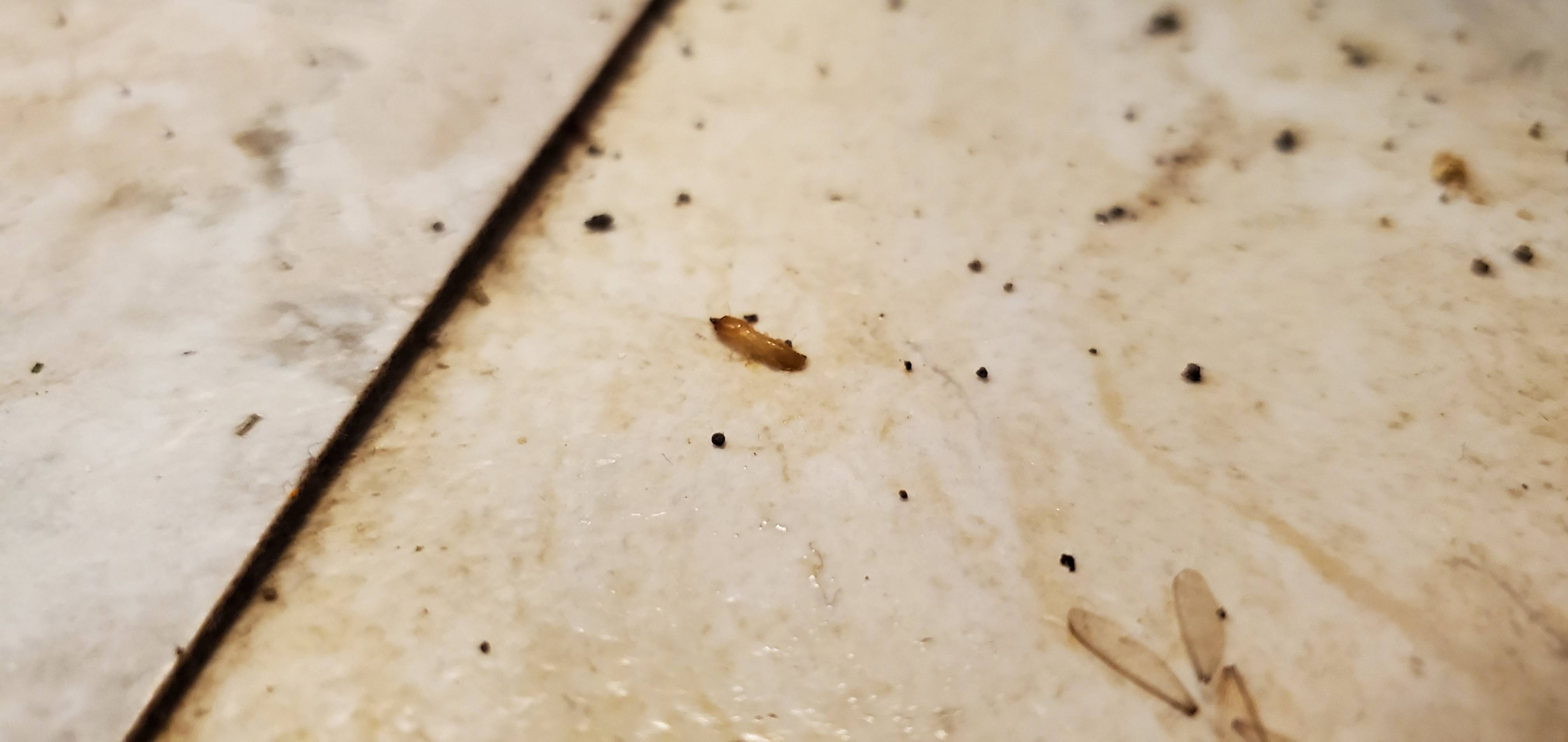 Pro Defense Pest Control - New Braunfels - New Braunfels, TX